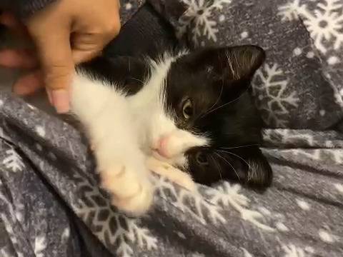 Adotta un gatto, taglia non valida, maschio, Trapani