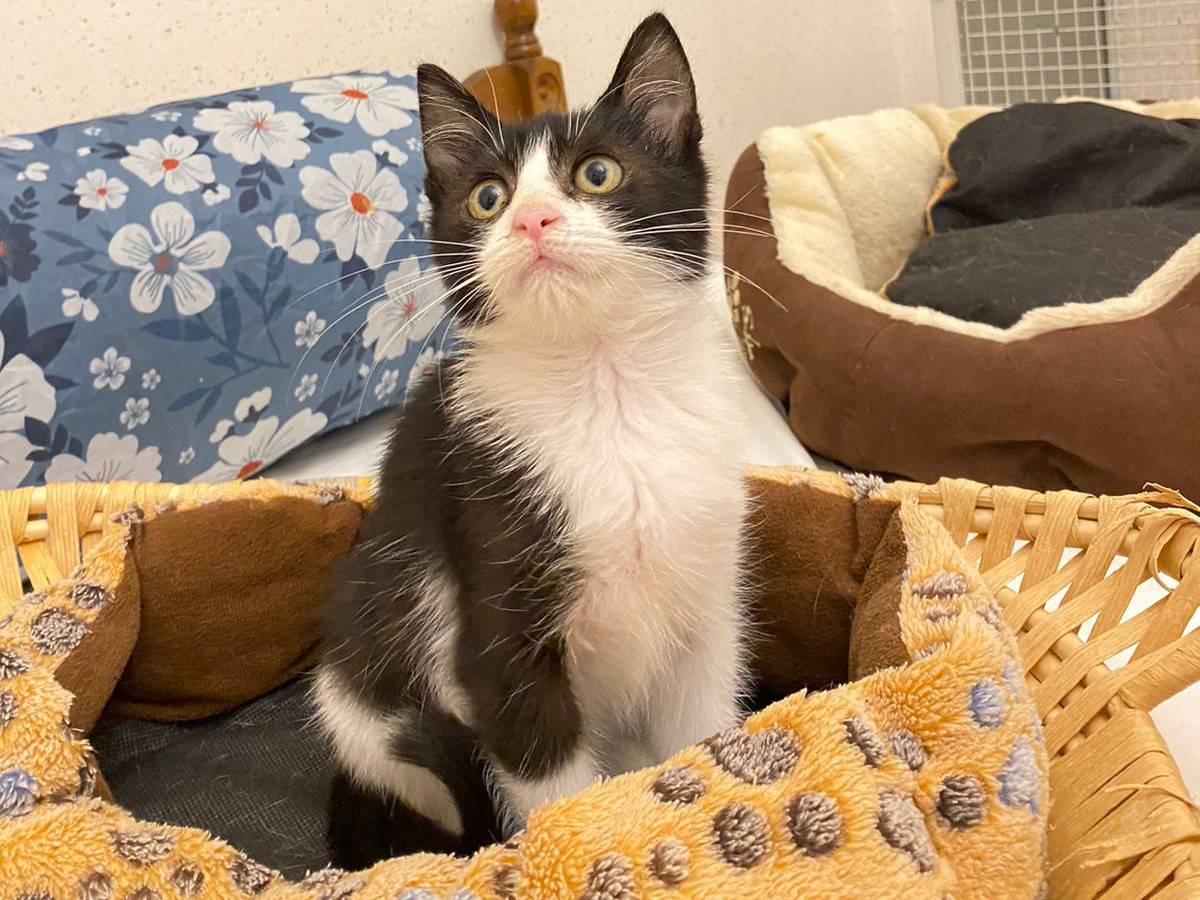 Vuoi adottare un gatto a Trapani?