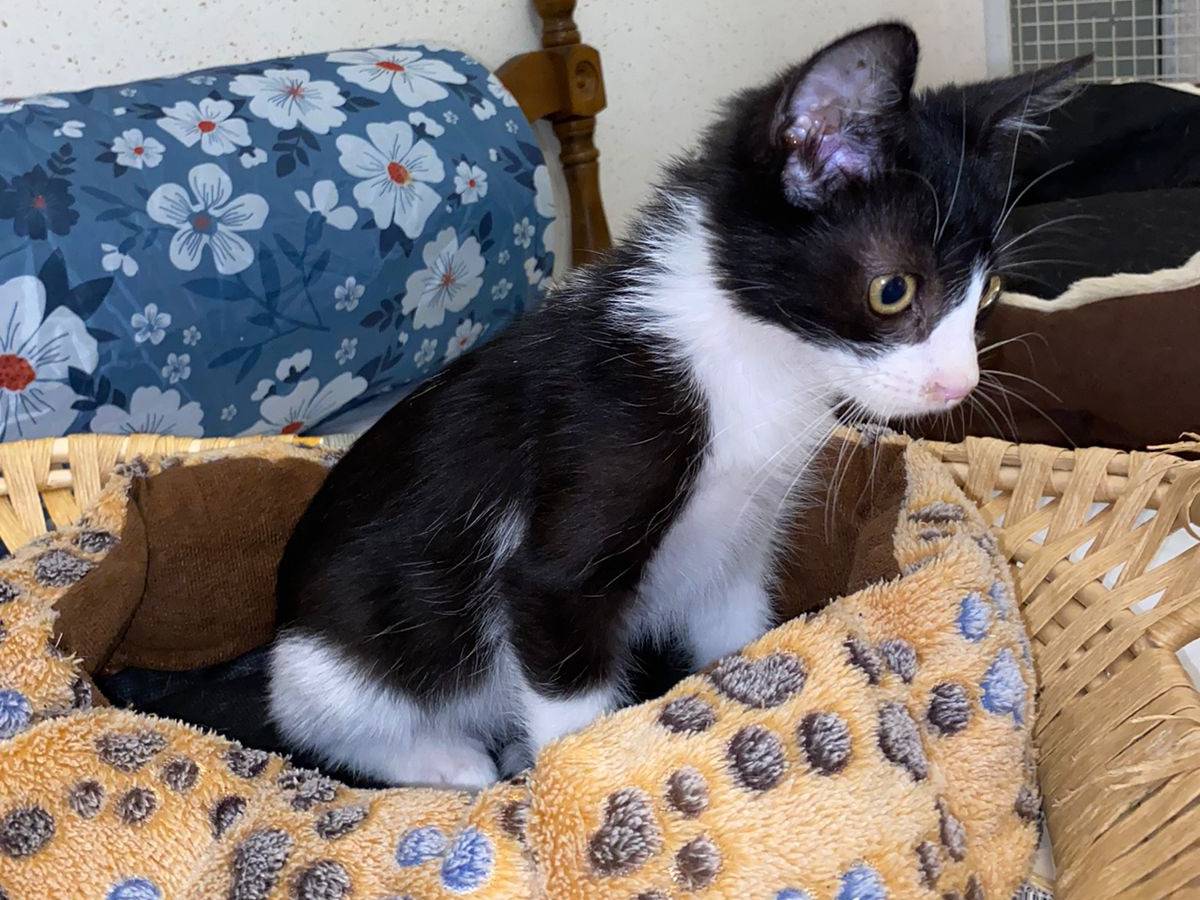 Adotta il gatto Timmy a Trapani