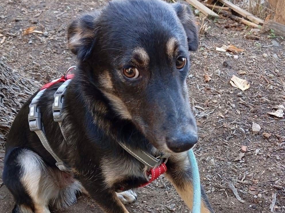Adotta un cane, taglia media contenuta, maschio, Verona