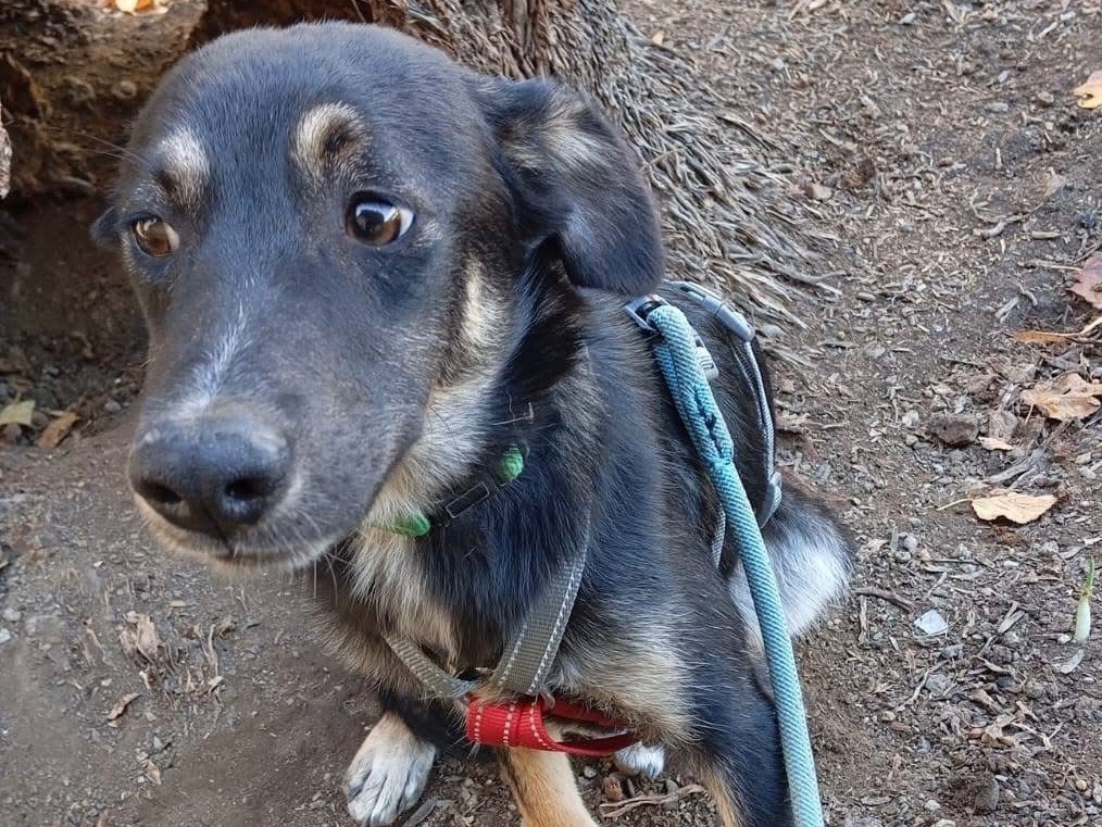 Vuoi adottare un cane a Verona?