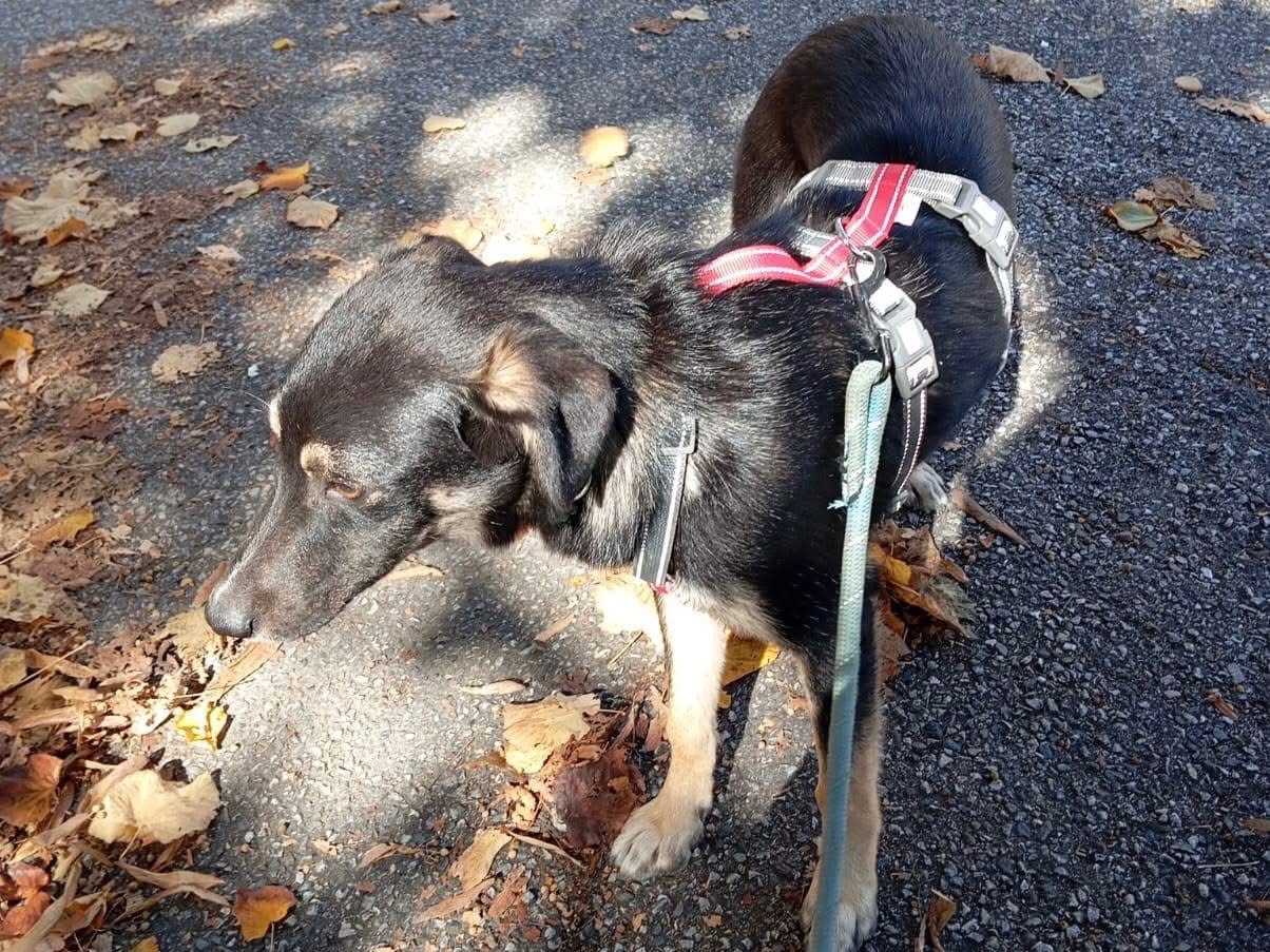 Adotta il cane Freddy a Verona