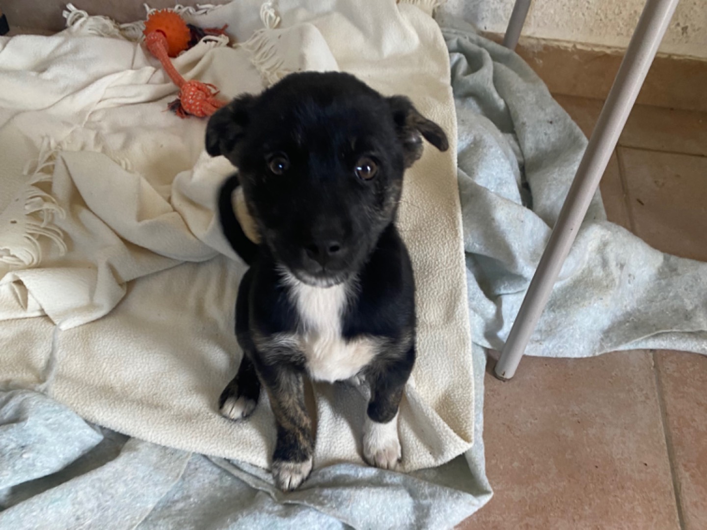 Adozione cane, femmina, Razza sconosciuta Razza sconosciuta, 2 mesi, taglia piccola, Potenza