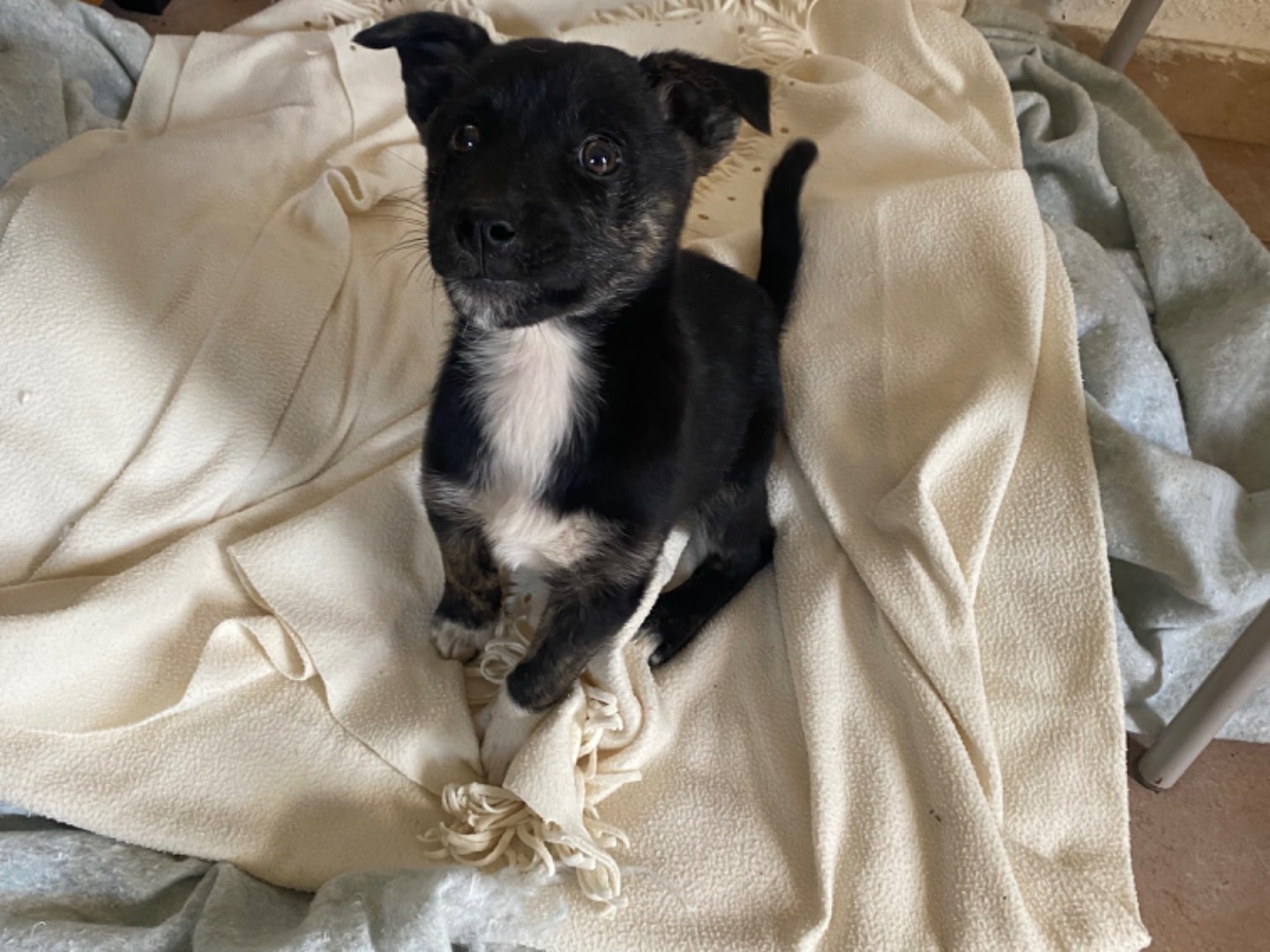 Adotta un cane, femmina, 2 mesi, Potenza