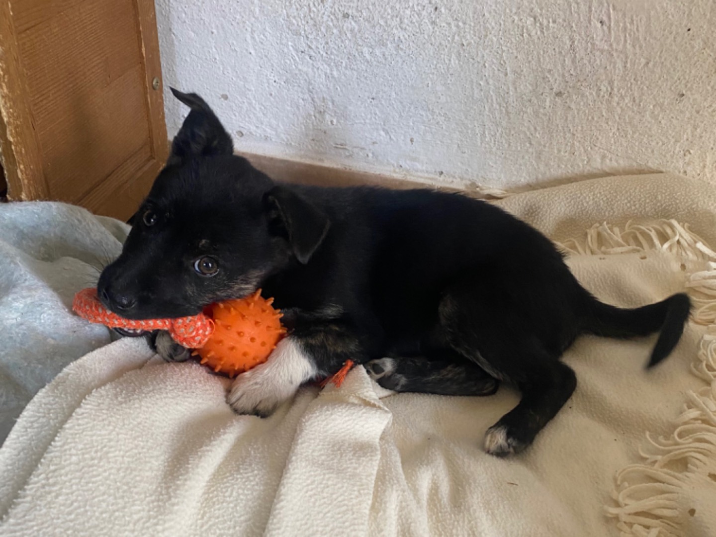 Vuoi adottare un cane a Potenza?