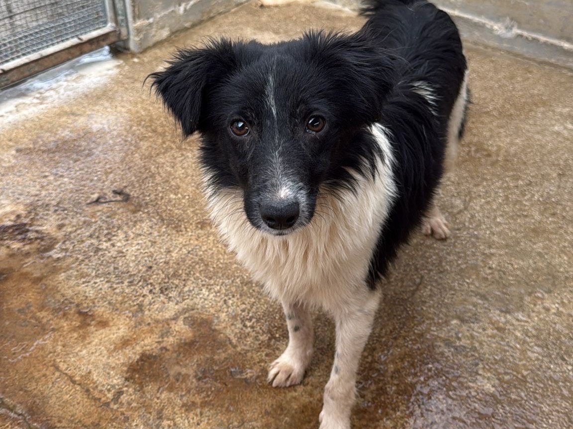 Adozione cane, maschio, Razza sconosciuta Razza sconosciuta, 7 mesi, taglia media contenuta, Foggia