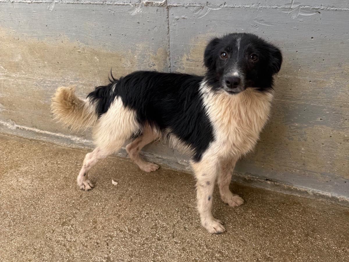 Adotta un cane, maschio, 7 mesi, Foggia