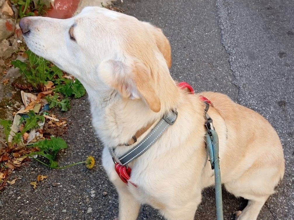 Vuoi adottare un cane a Torino?