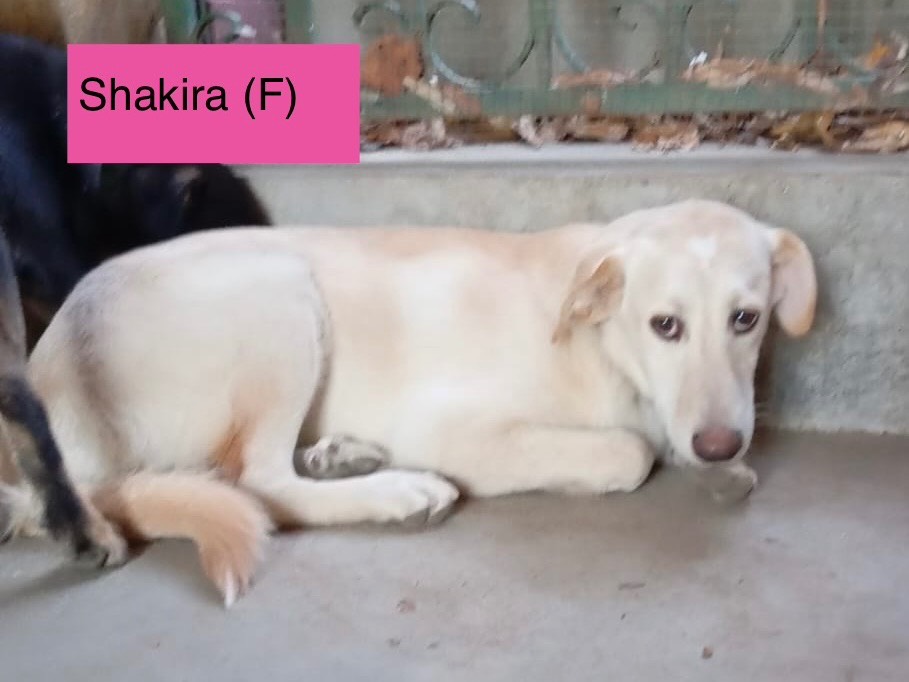 Adotta il cane Shakira a Torino