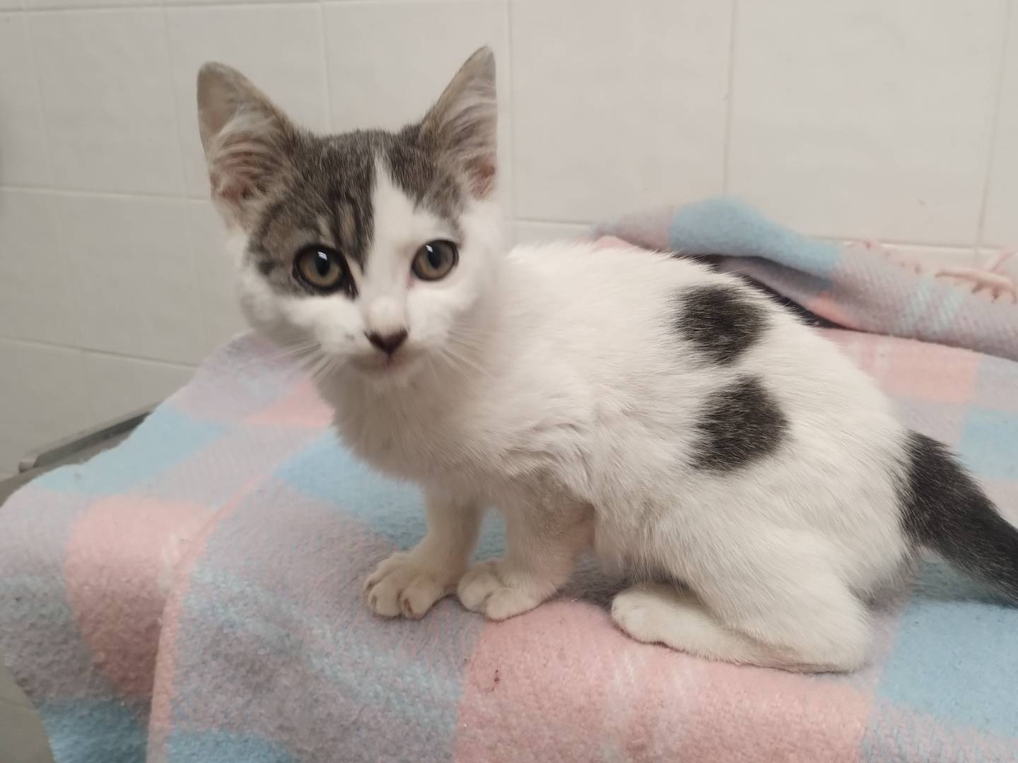 Adozione gatto, maschio, Razza sconosciuta Razza sconosciuta, 2 mesi, taglia non valida, Roma