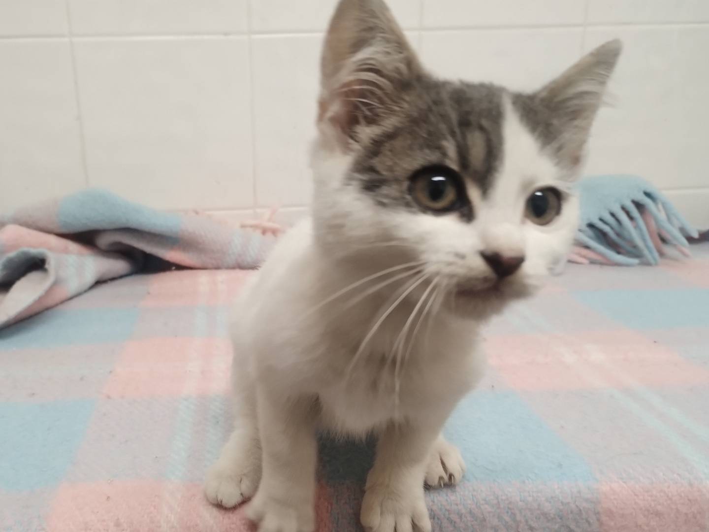 Adotta un gatto, maschio, 2 mesi, Roma