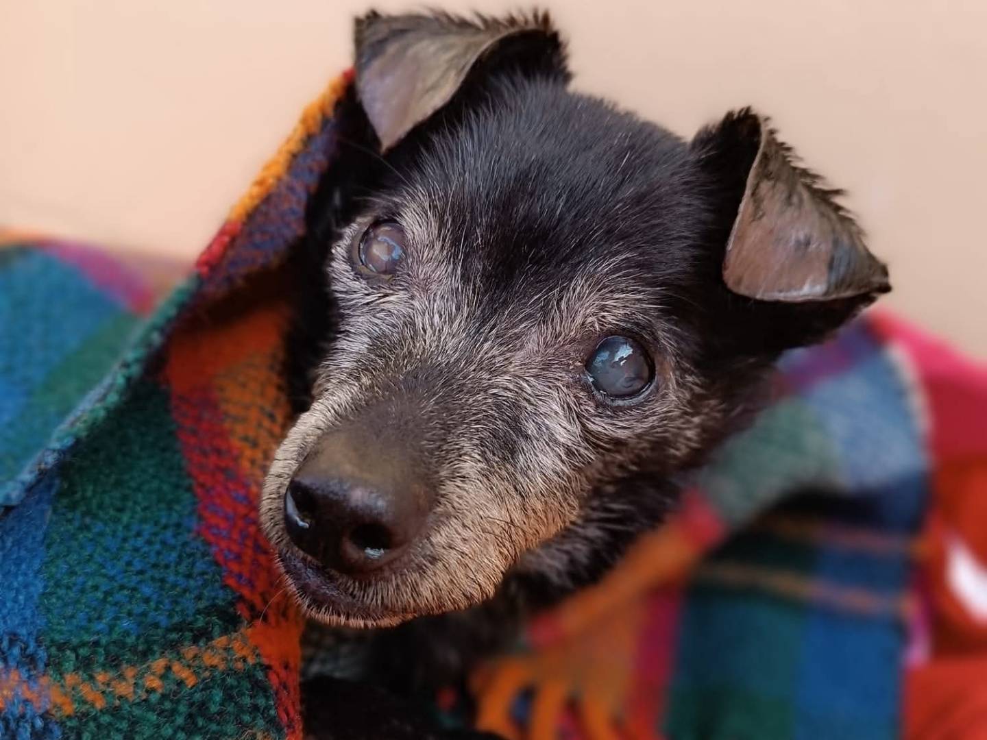 Adozione cane, maschio, Razza sconosciuta Razza sconosciuta, 11 anni, taglia piccola, Latina