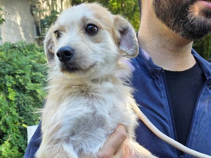 Adozione cane, maschio, Razza sconosciuta Razza sconosciuta, 2 anni e 1 mese, taglia piccola, Latina