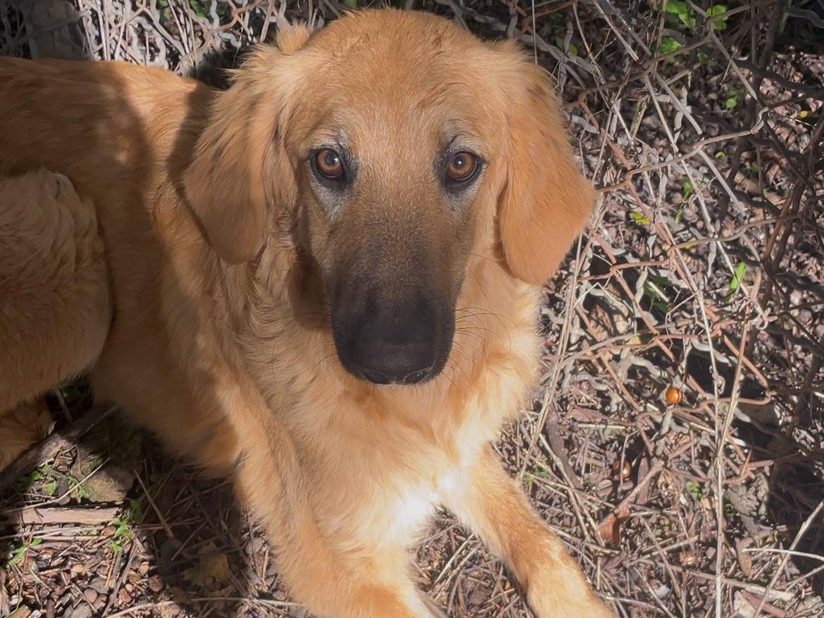 Adozione cane, femmina, Razza sconosciuta Razza sconosciuta, 8 mesi, taglia media, Latina