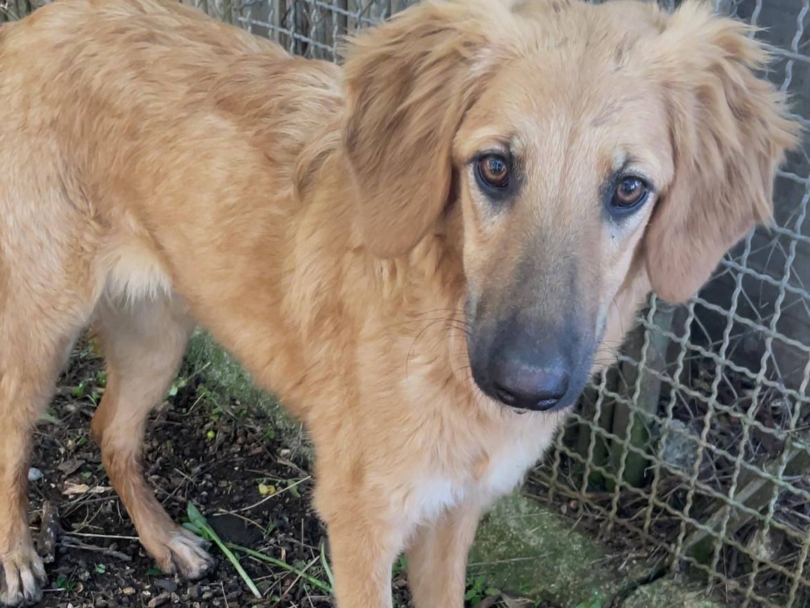 Adotta un cane, femmina, 8 mesi, Latina