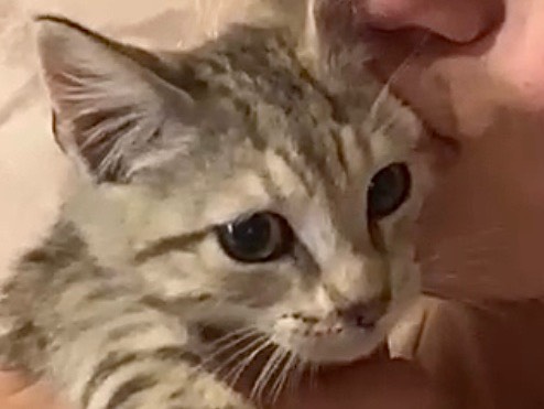 Vuoi adottare un gatto a Latina?