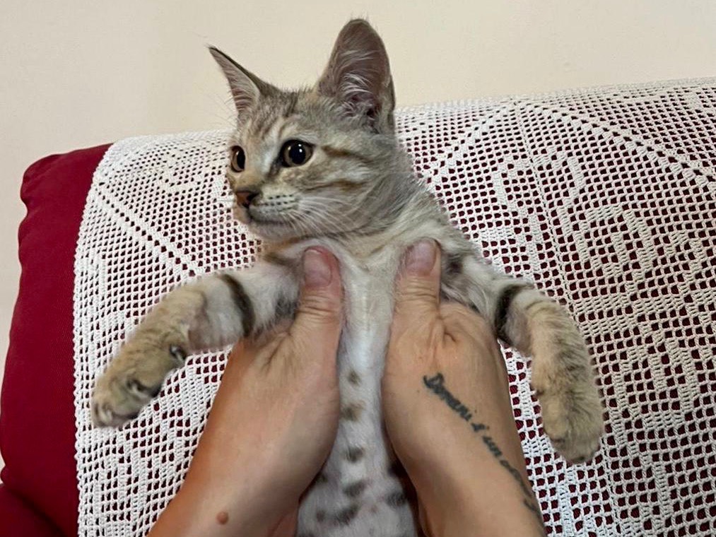 Adotta il gatto Cherie a Latina