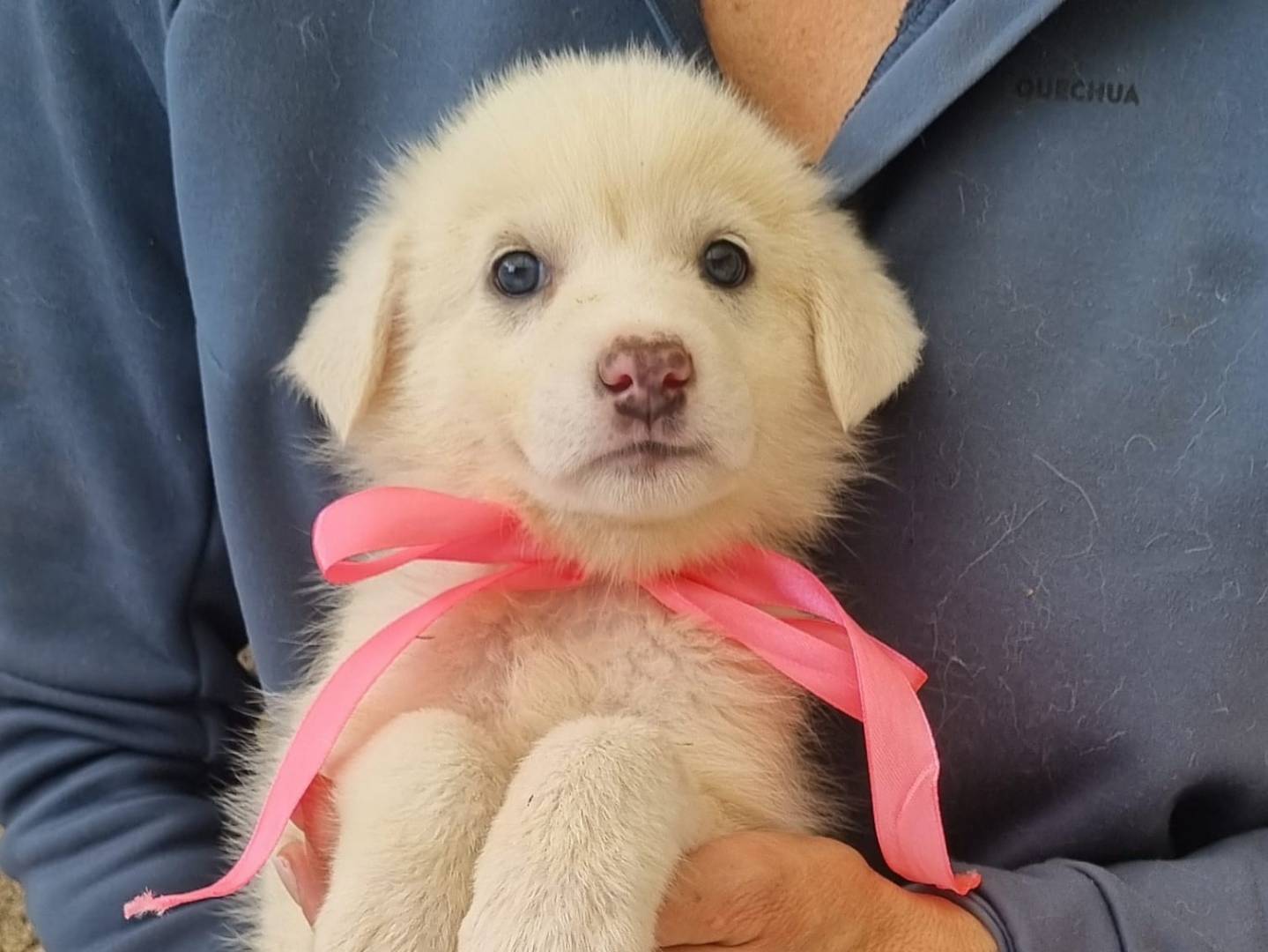 Adozione cane, femmina, Razza sconosciuta Razza sconosciuta, 2 mesi, taglia media, Taranto