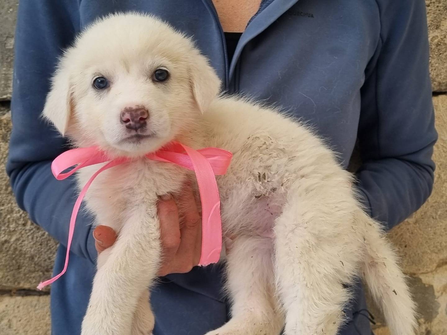 Adotta un cane, femmina, 2 mesi, Taranto