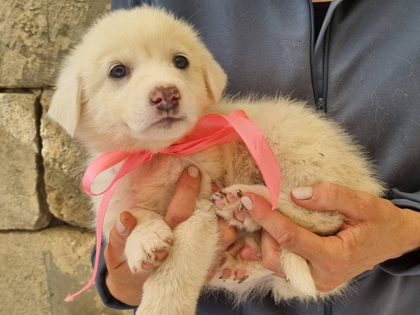 Adotta un cane, taglia media, femmina, Taranto