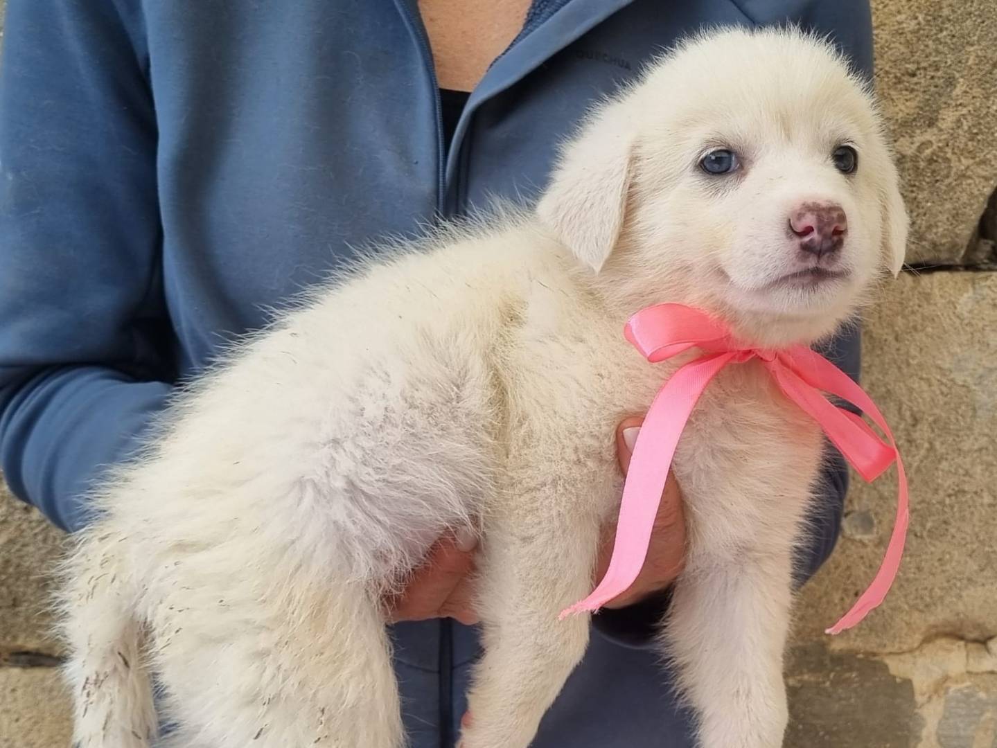 Vuoi adottare un cane a Taranto?