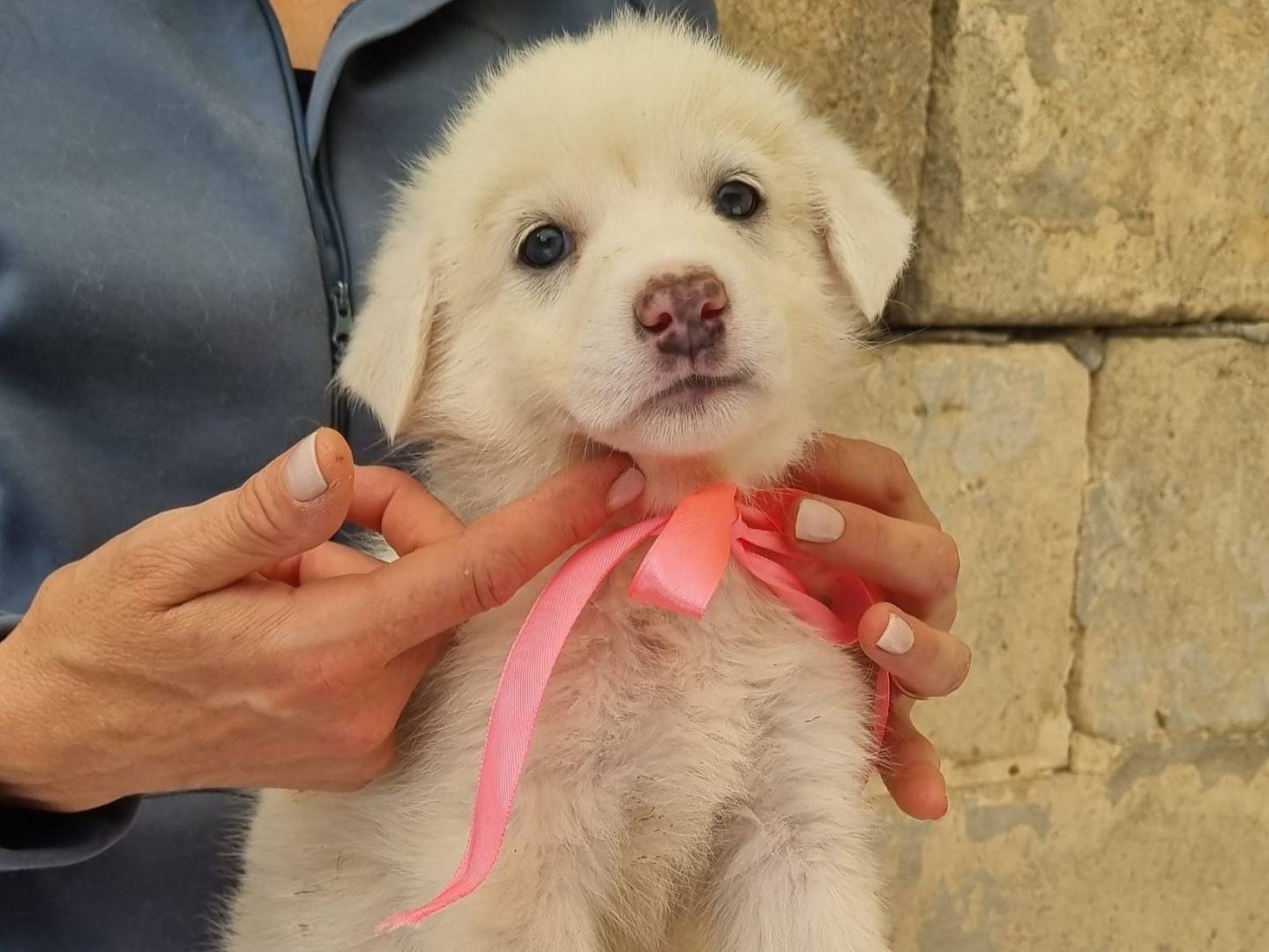 Adotta il cane Orecchietta a Taranto