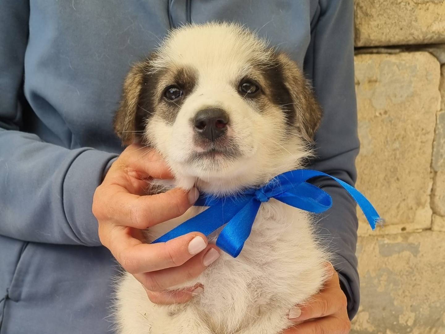 Adozione cane, maschio, Razza sconosciuta Razza sconosciuta, 2 mesi, taglia media, Taranto