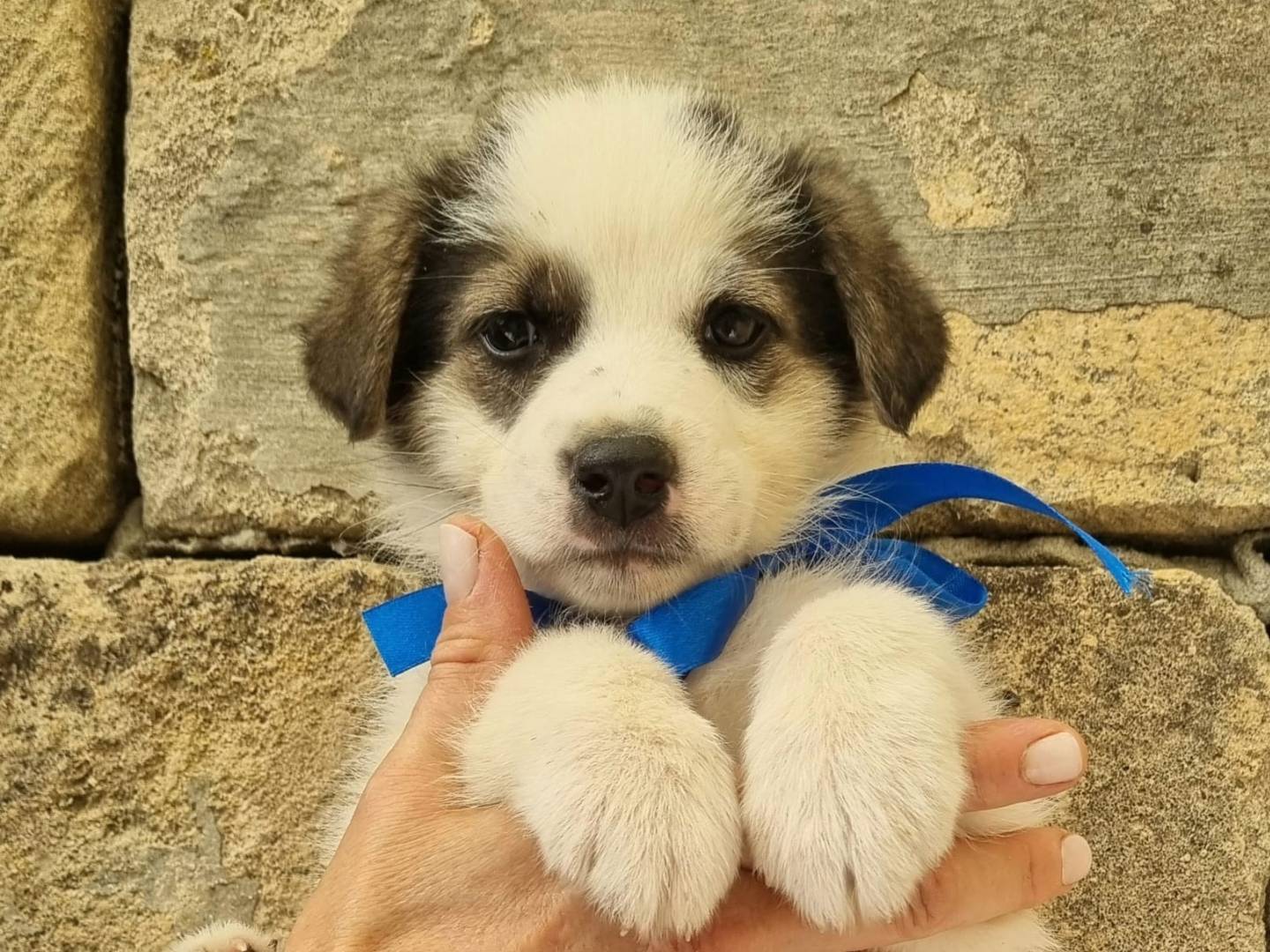 Adotta un cane, maschio, 2 mesi, Taranto