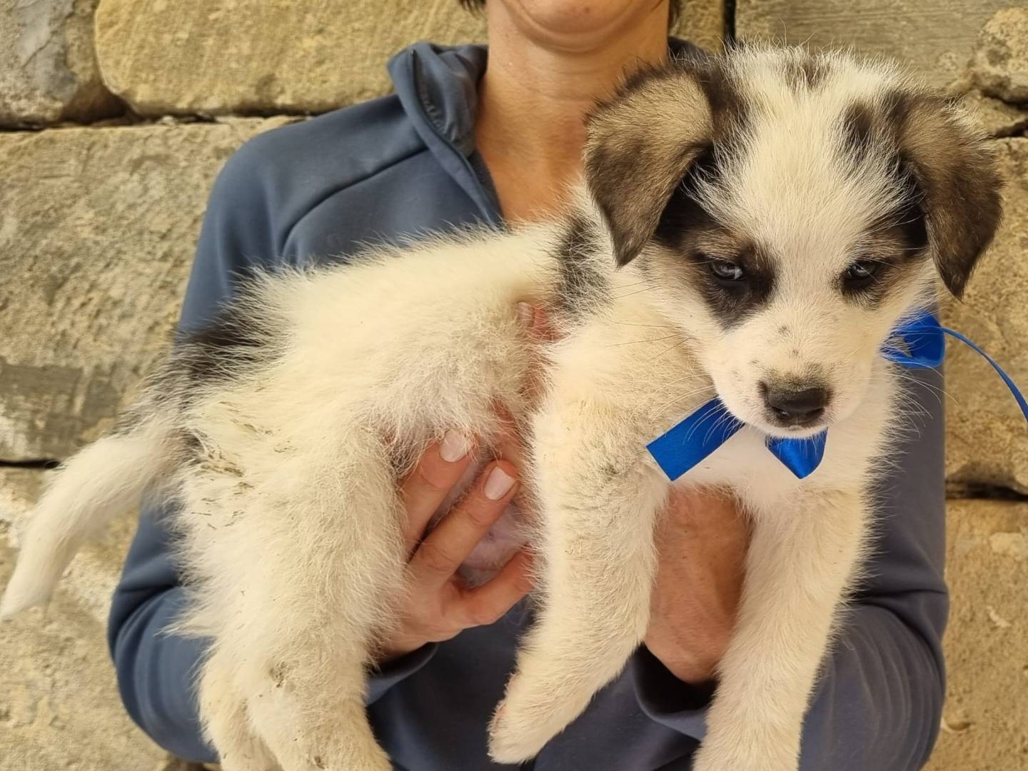 Adotta un cane, taglia media, maschio, Taranto