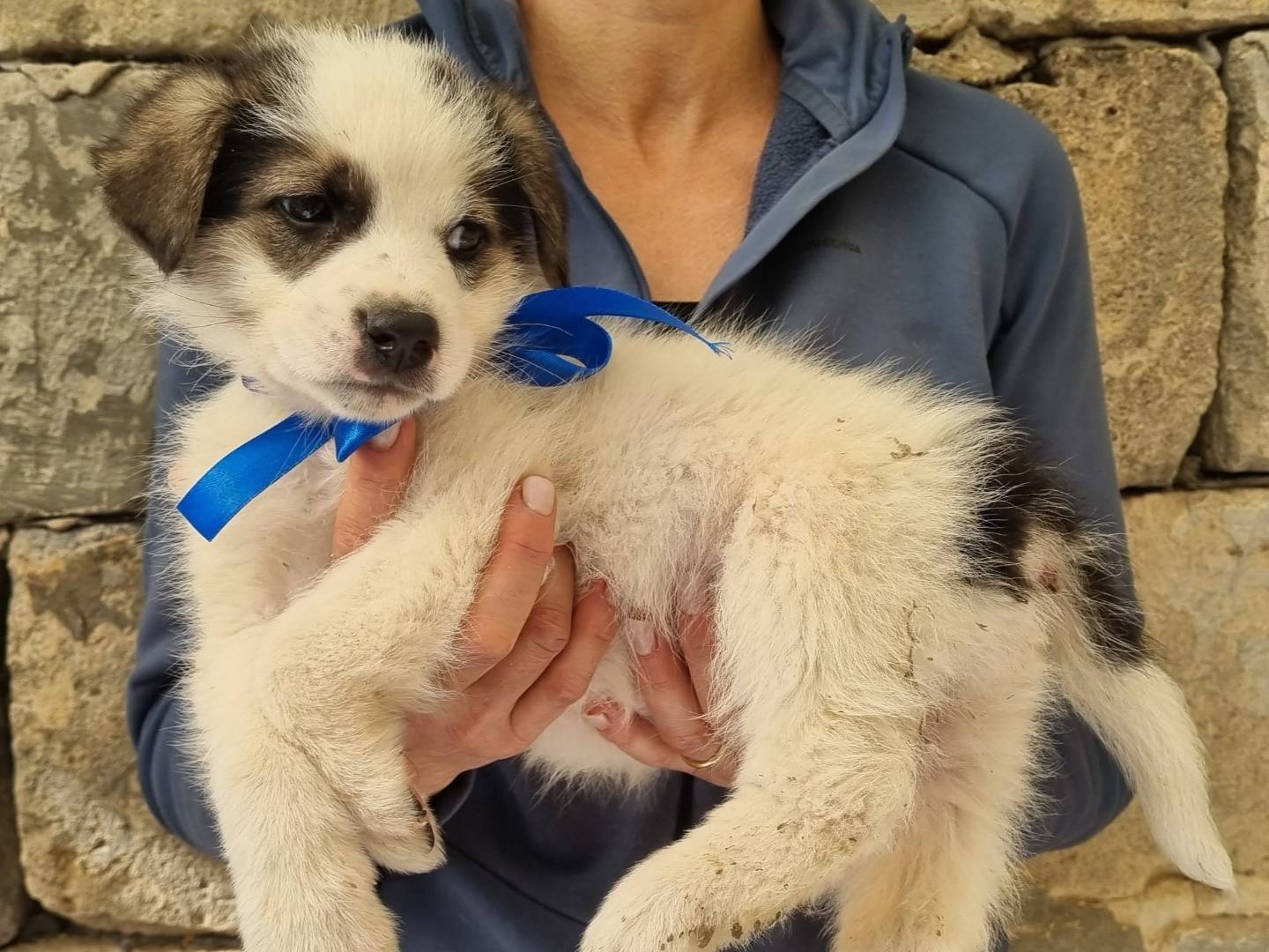 Vuoi adottare un cane a Taranto?