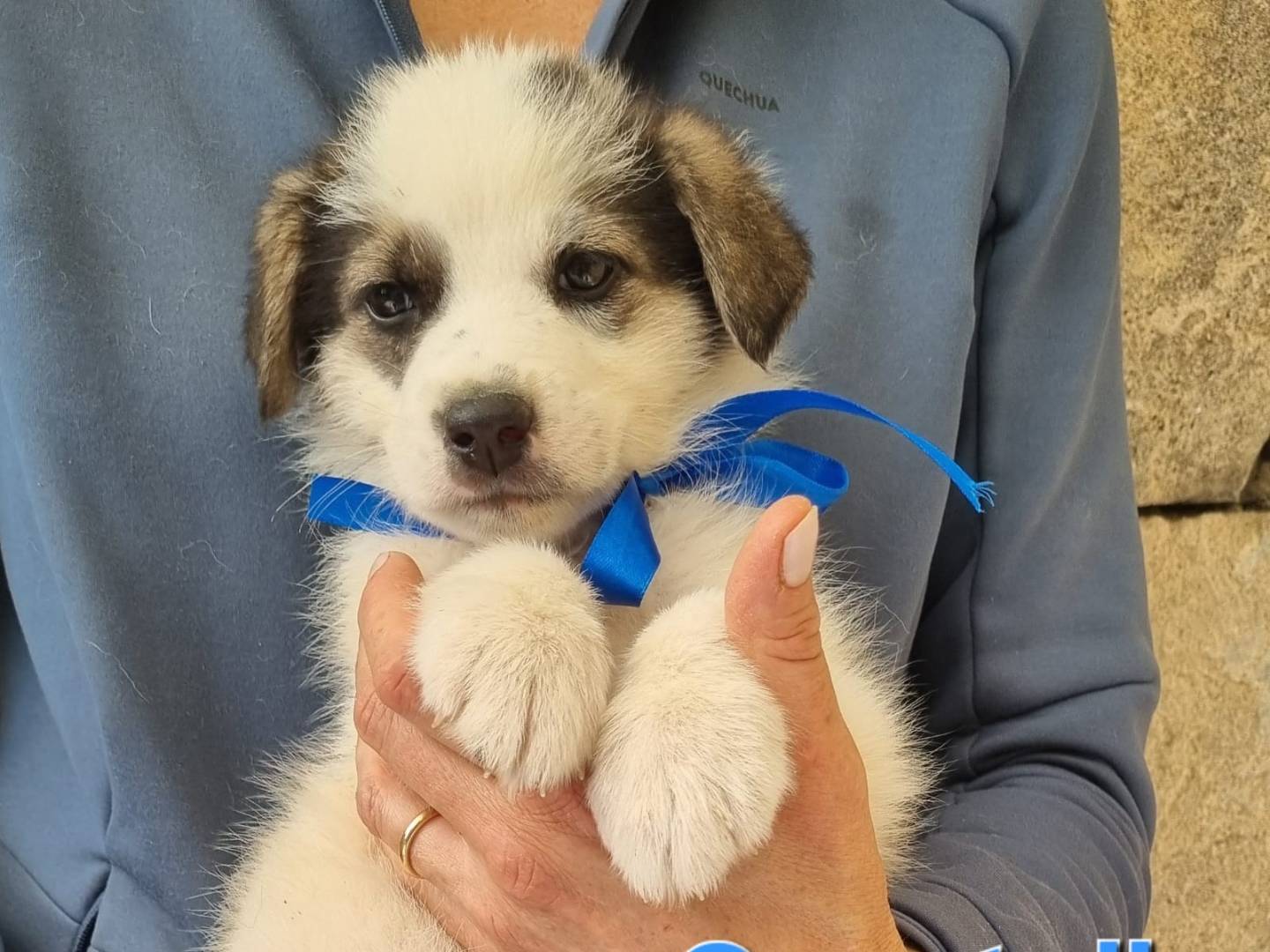 Adotta il cane Cavatello a Taranto