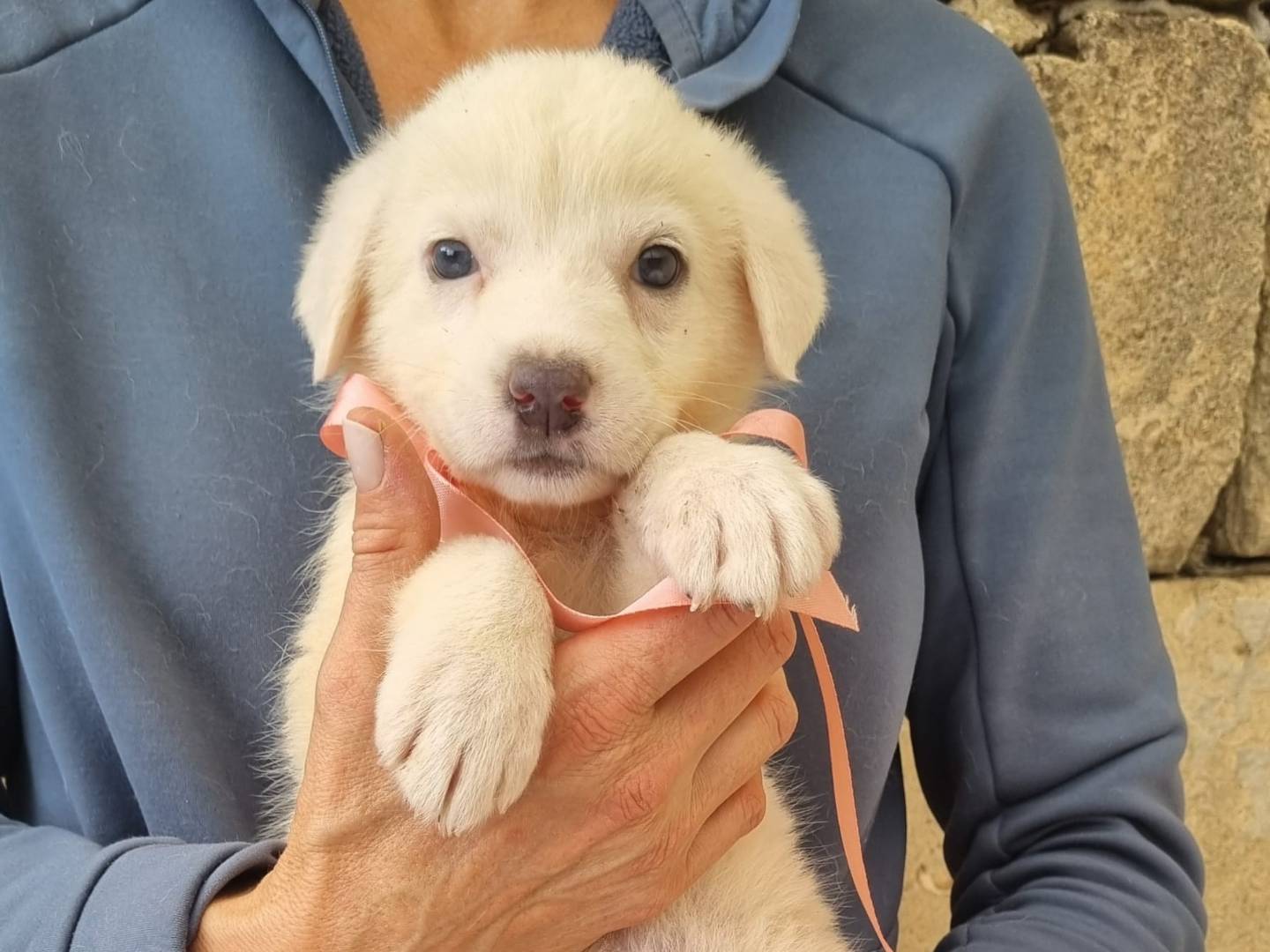Adozione cane, femmina, Razza sconosciuta Razza sconosciuta, 2 mesi, taglia media, Taranto