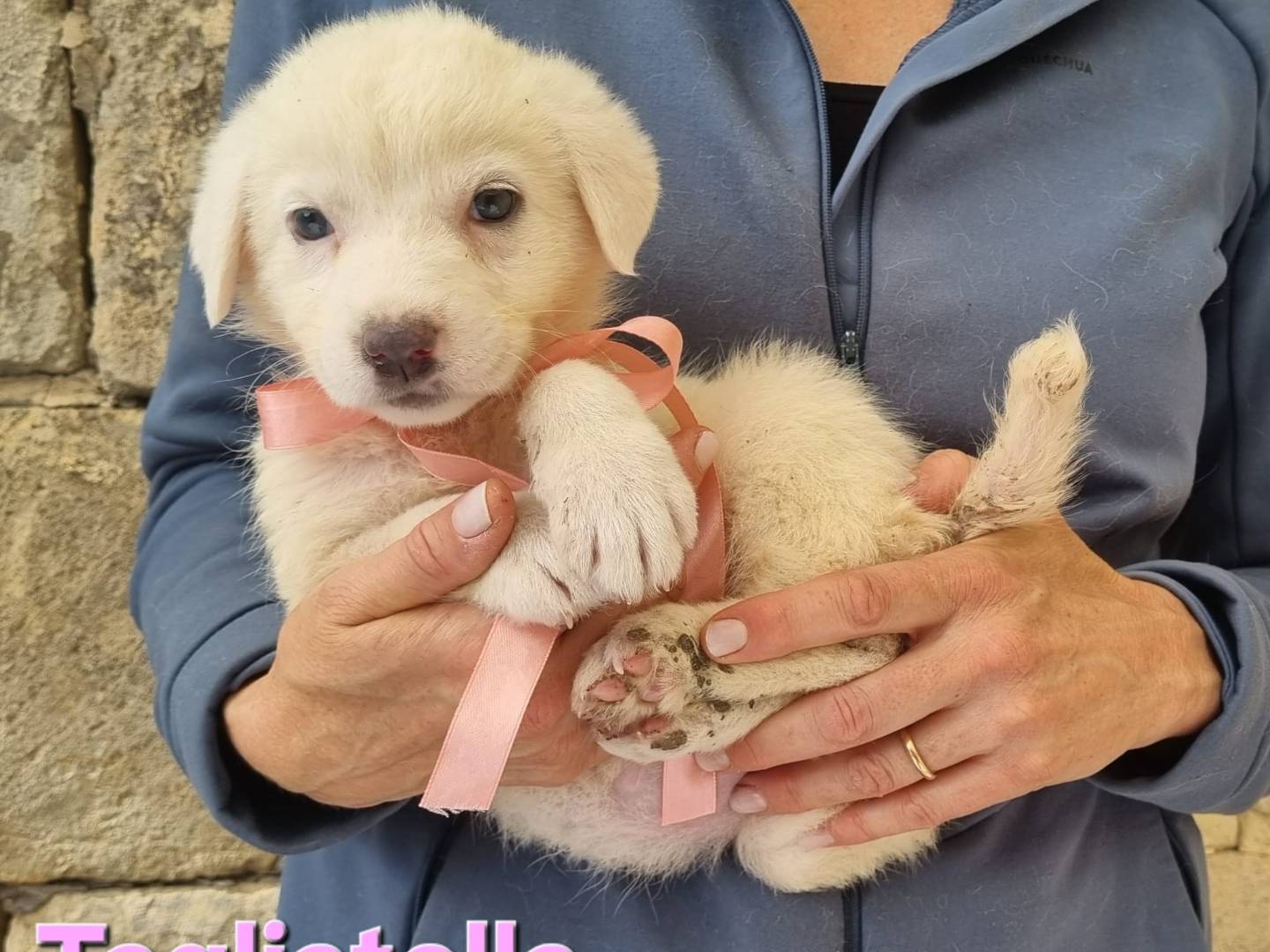 Adotta un cane, femmina, 2 mesi, Taranto