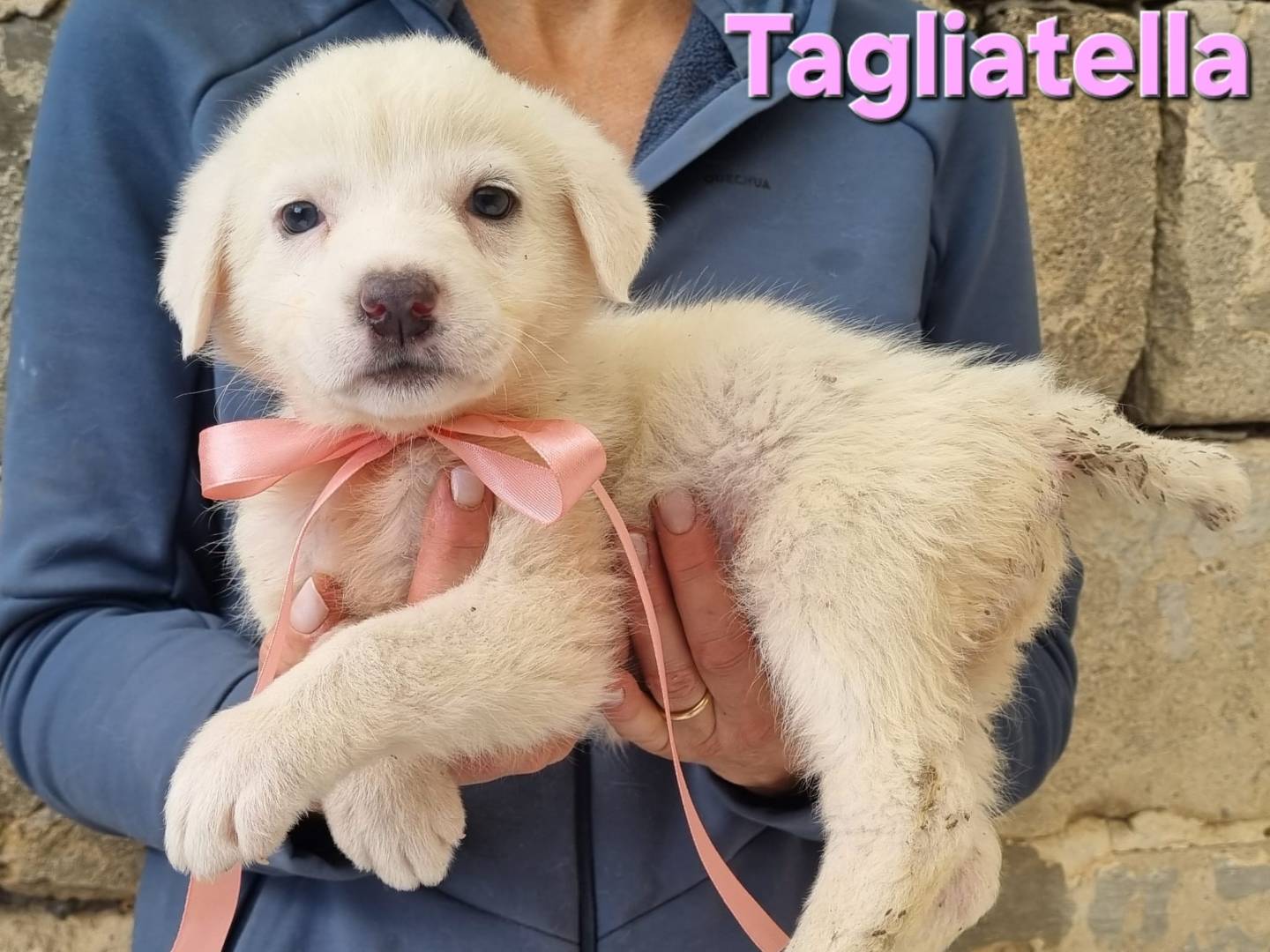 Adotta un cane, taglia media, femmina, Taranto
