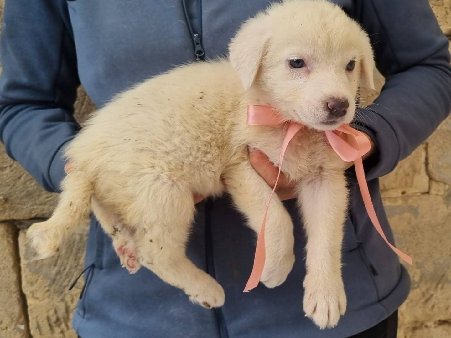 Vuoi adottare un cane a Taranto?