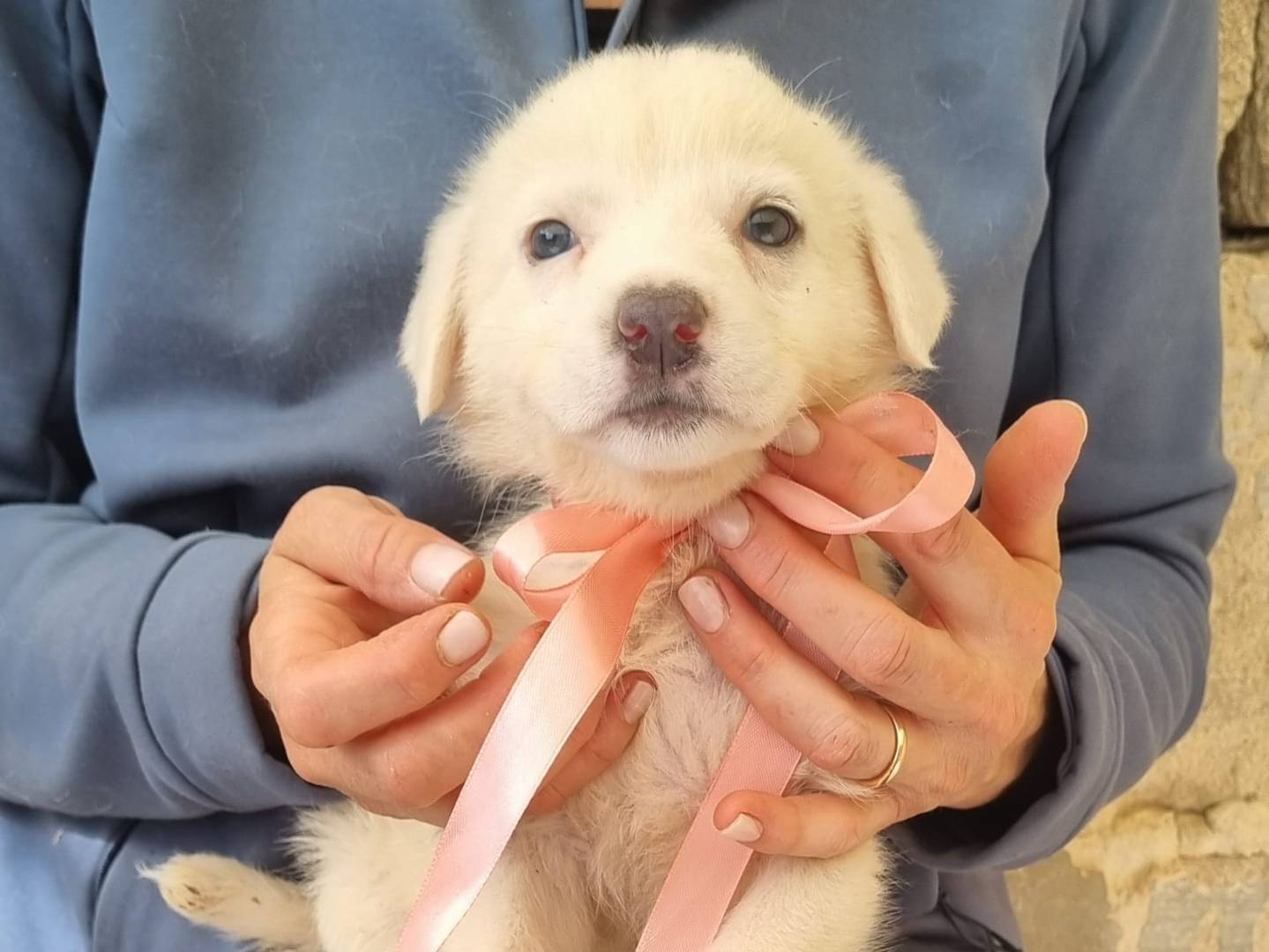 Adotta il cane Tagliatella a Taranto