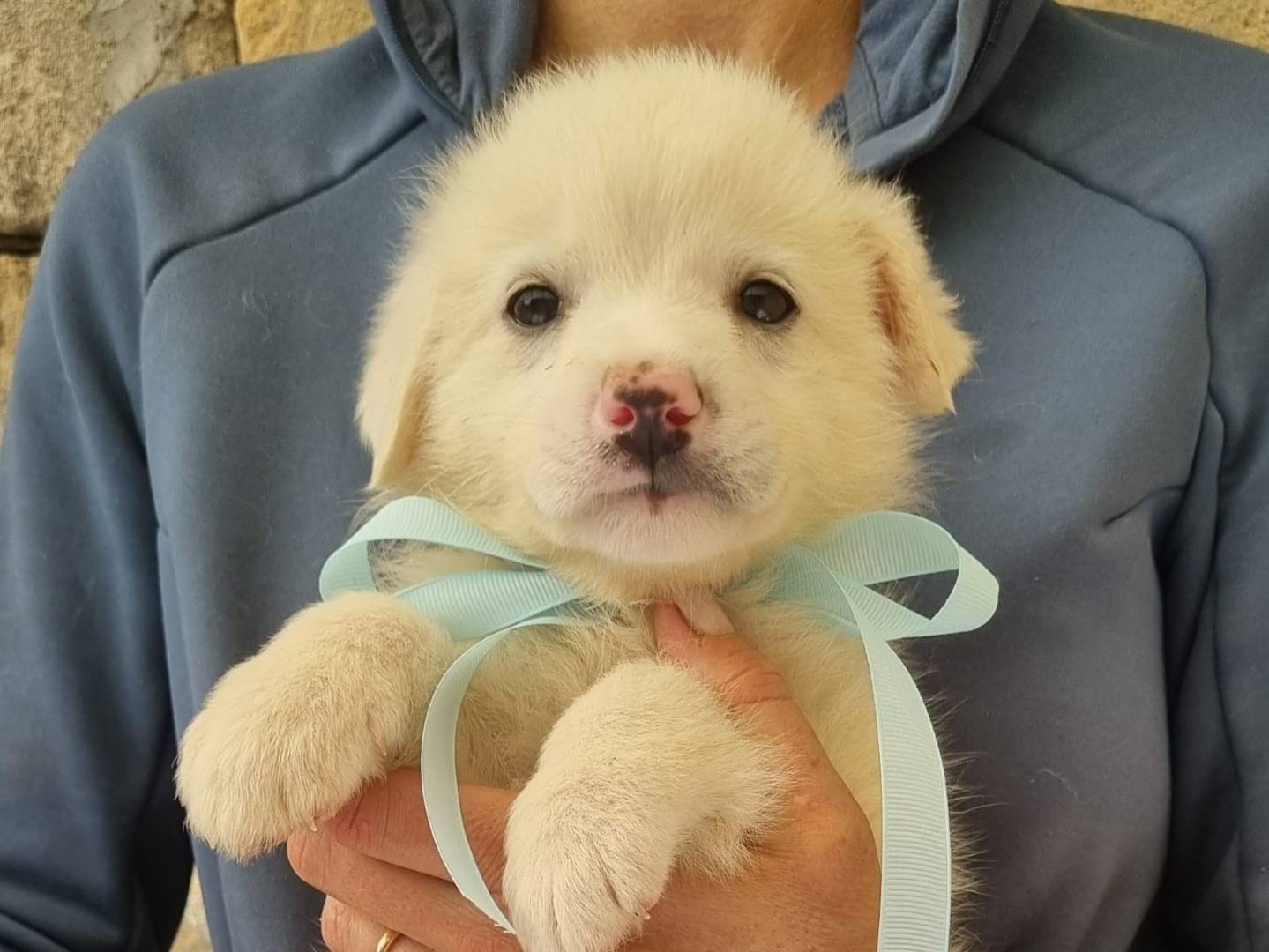 Adozione cane, maschio, Razza sconosciuta Razza sconosciuta, 2 mesi, taglia media, Taranto