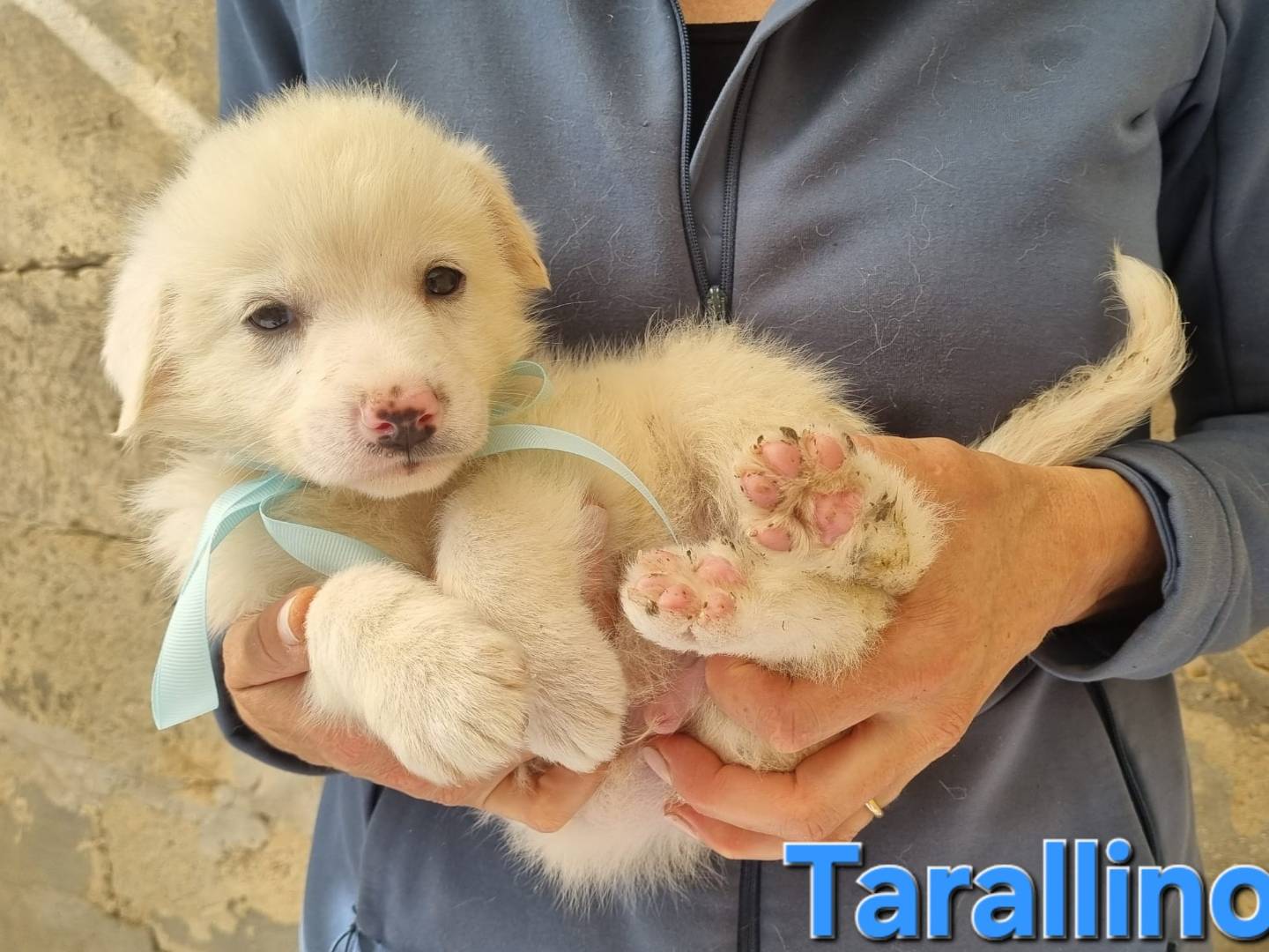Adotta un cane, maschio, 2 mesi, Taranto