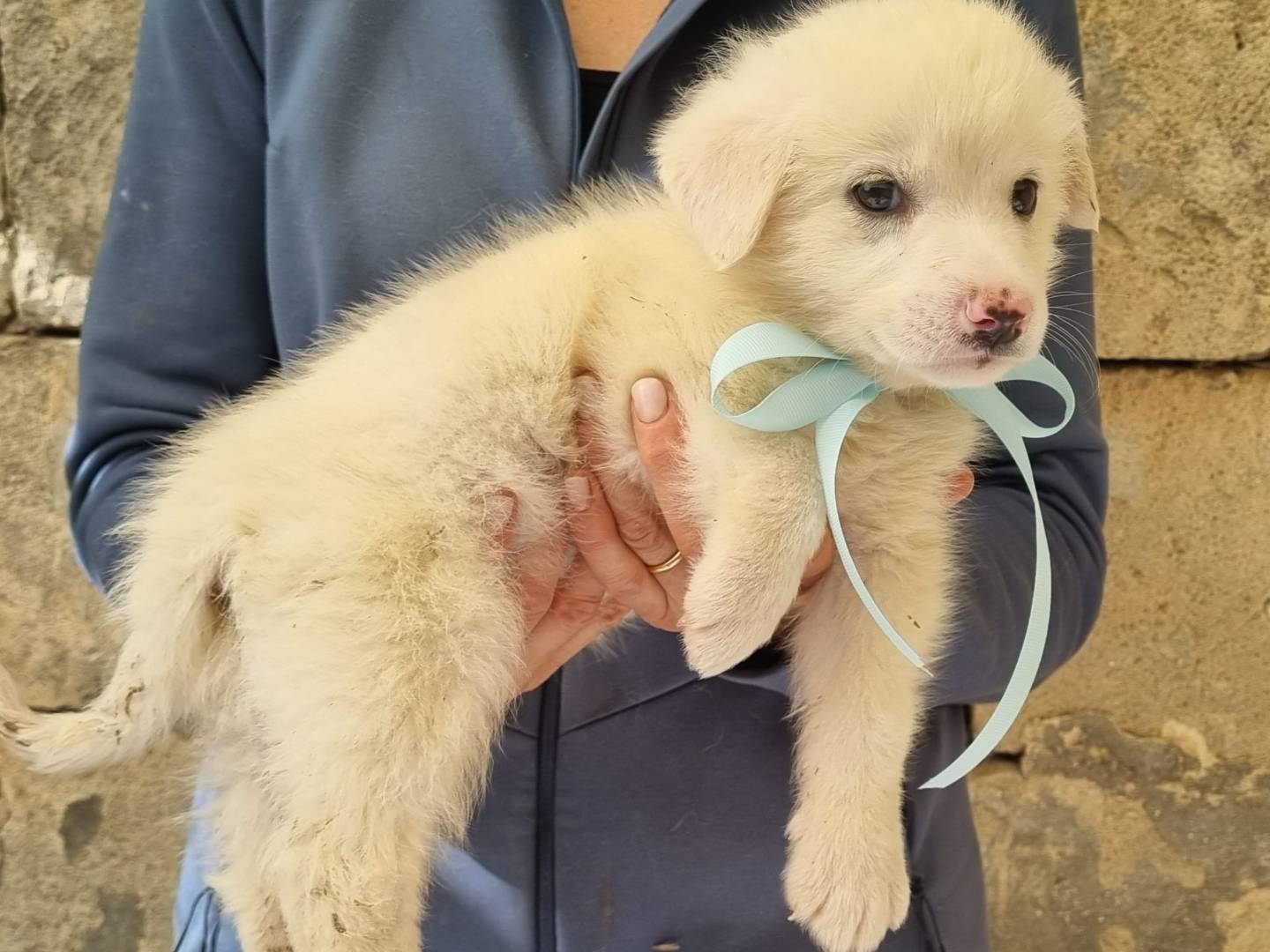 Adotta un cane, taglia media, maschio, Taranto