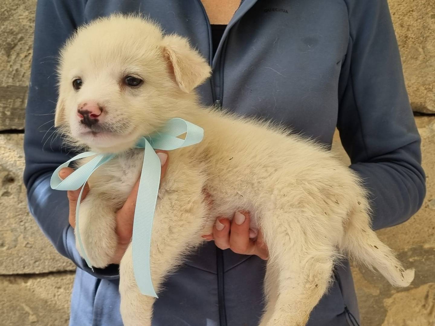 Vuoi adottare un cane a Taranto?