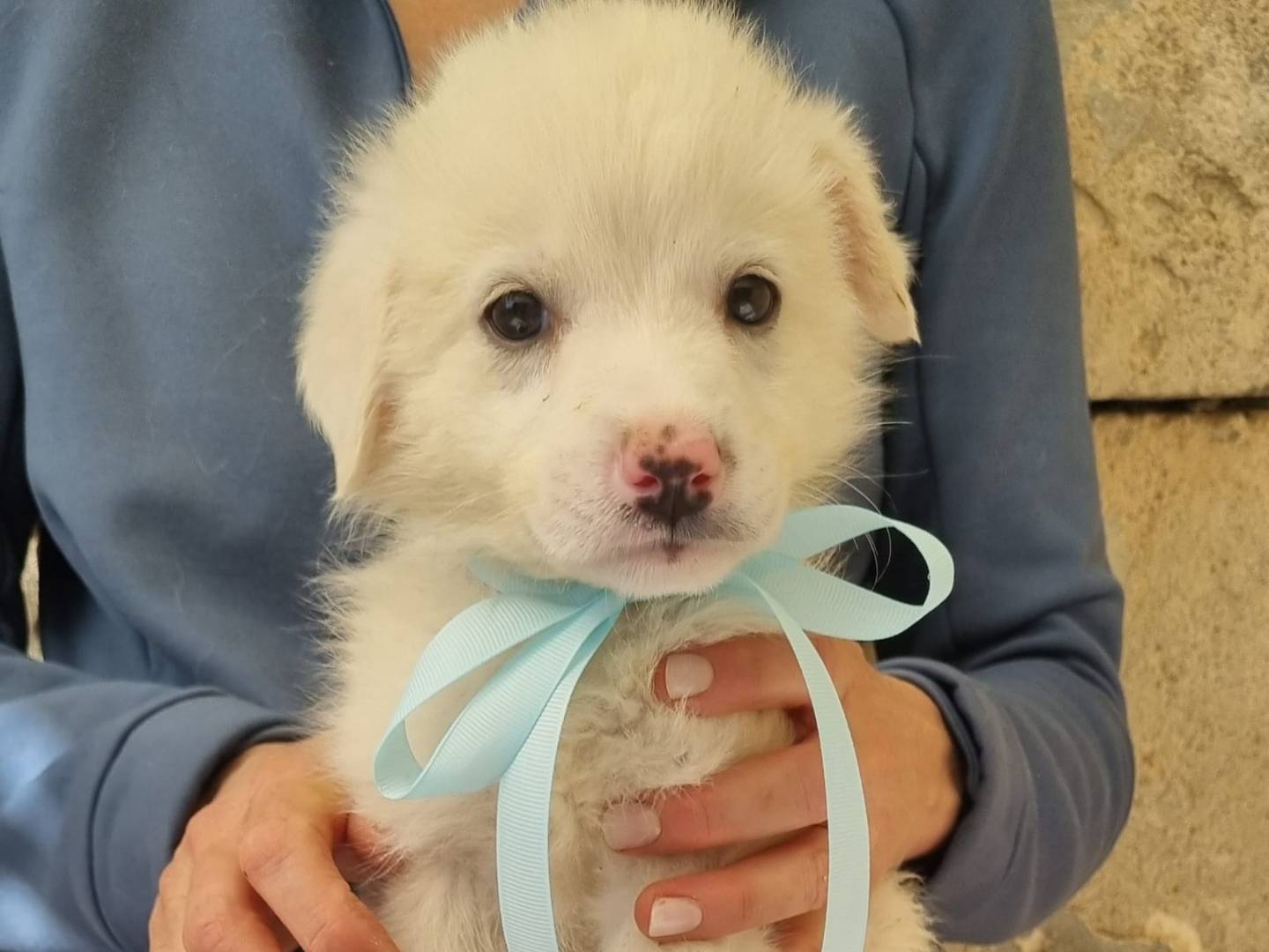 Adotta il cane Tarallino a Taranto