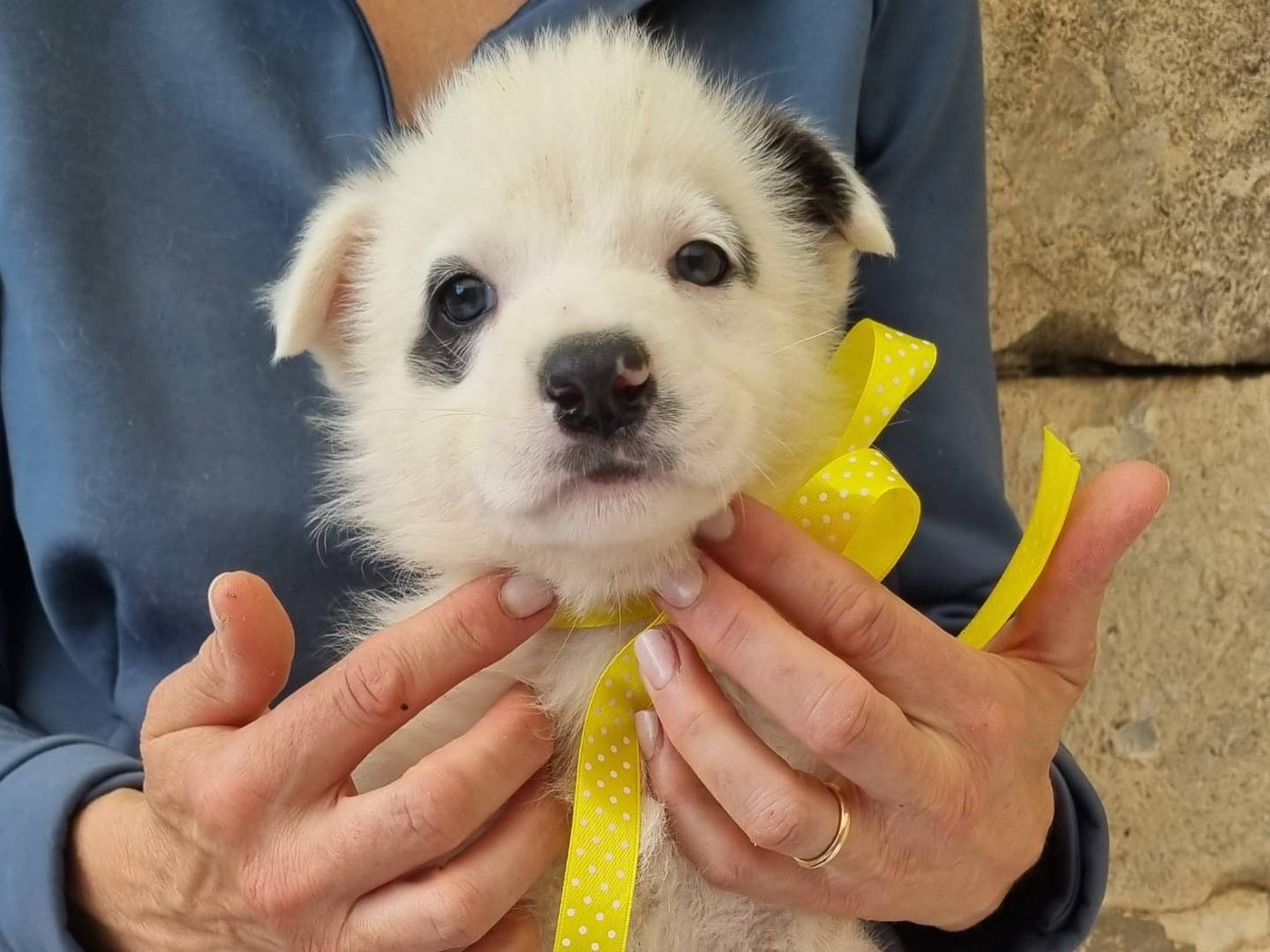 Adozione cane, maschio, Razza sconosciuta Razza sconosciuta, 2 mesi, taglia media, Taranto