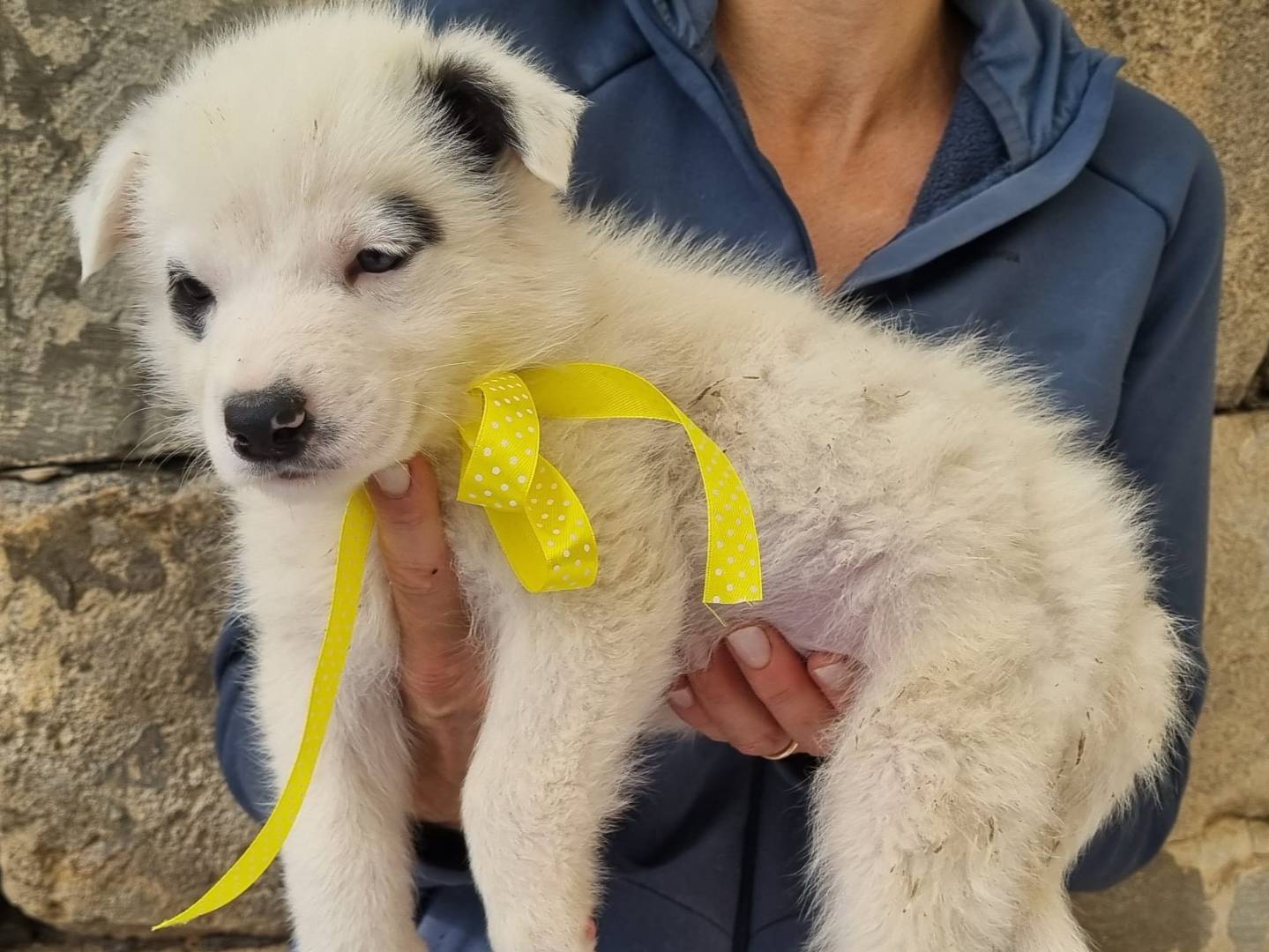 Adotta un cane, maschio, 2 mesi, Taranto