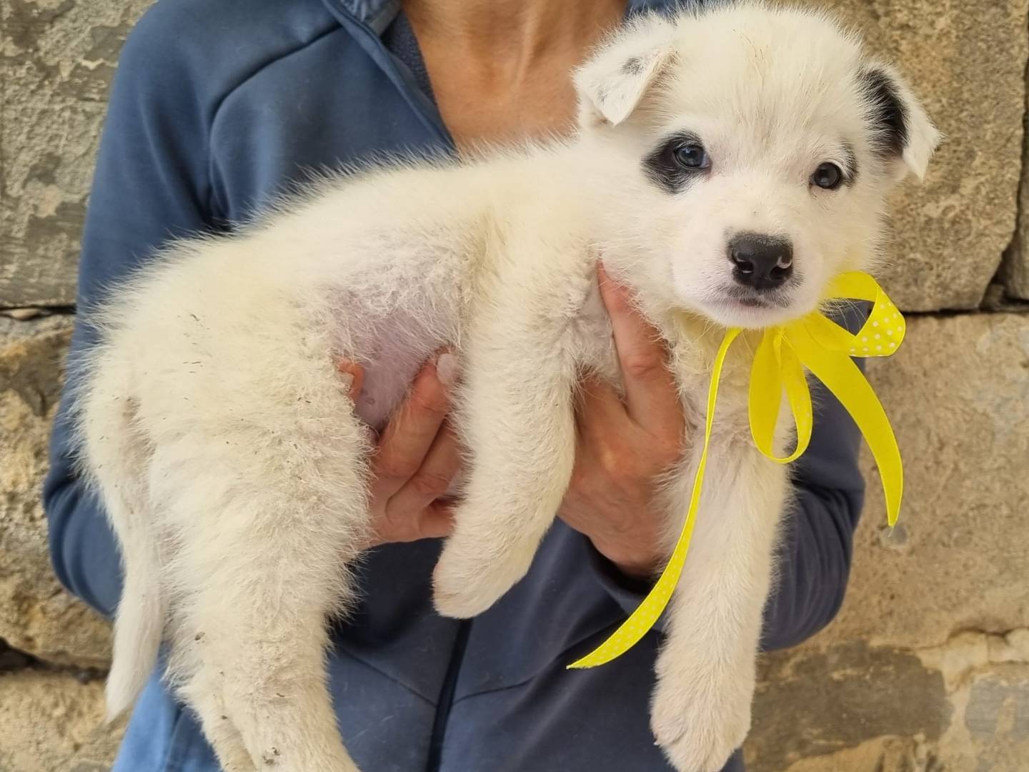 Adotta un cane, taglia media, maschio, Taranto