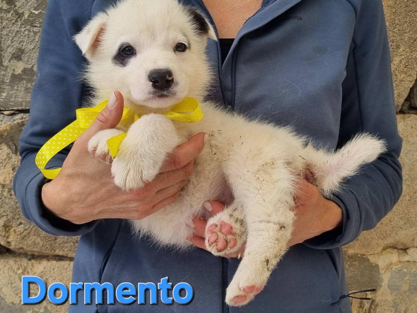 Vuoi adottare un cane a Taranto?