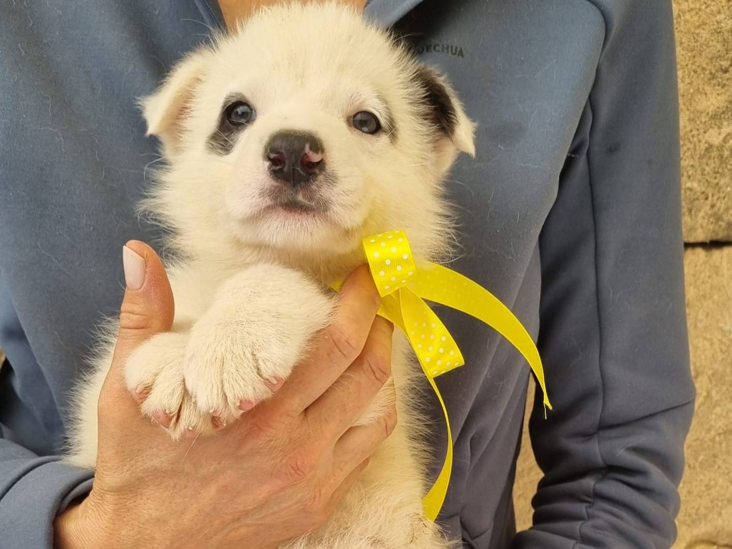 Adotta il cane Dormento a Taranto