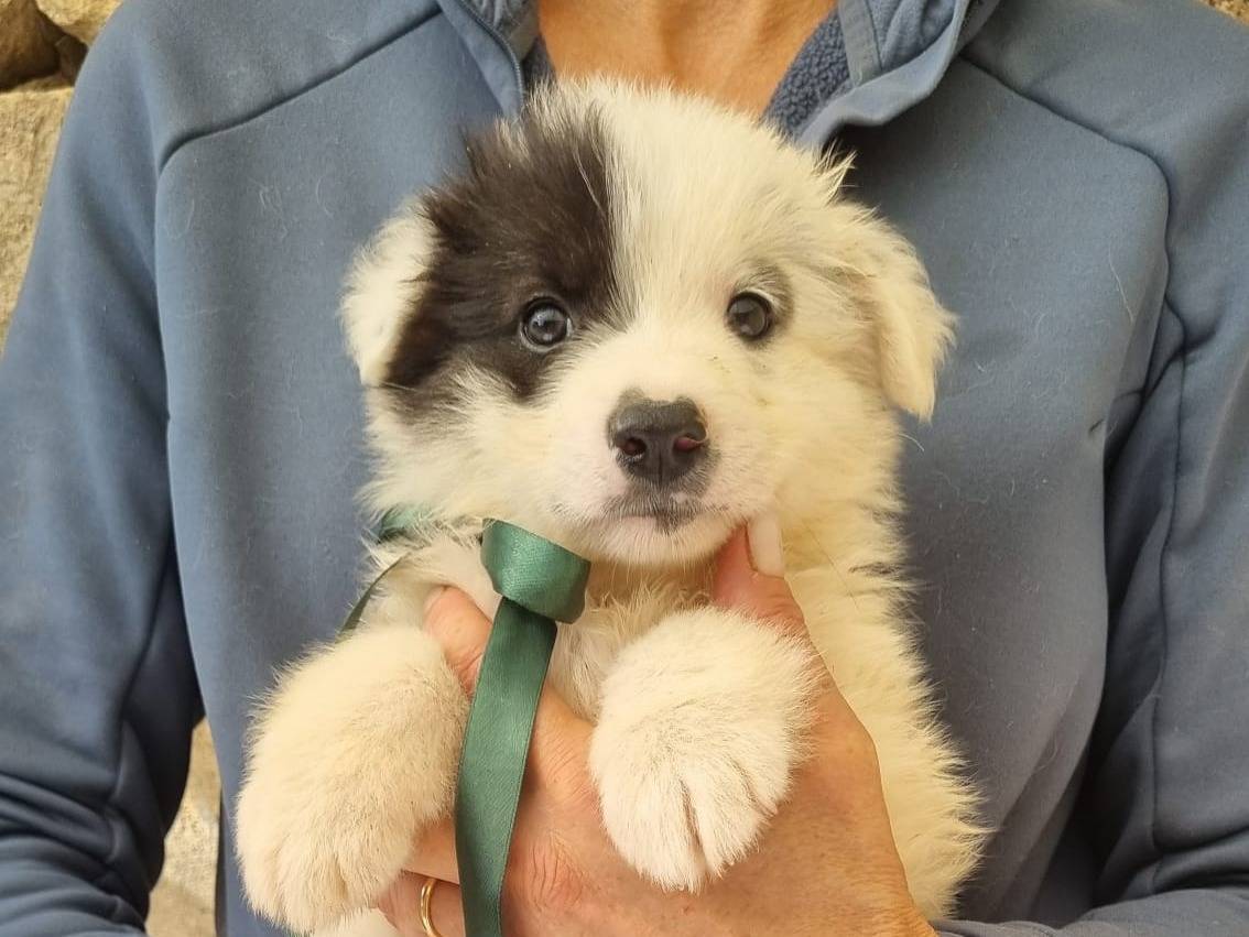 Adozione cane, maschio, Razza sconosciuta Razza sconosciuta, 2 mesi, taglia media, Taranto