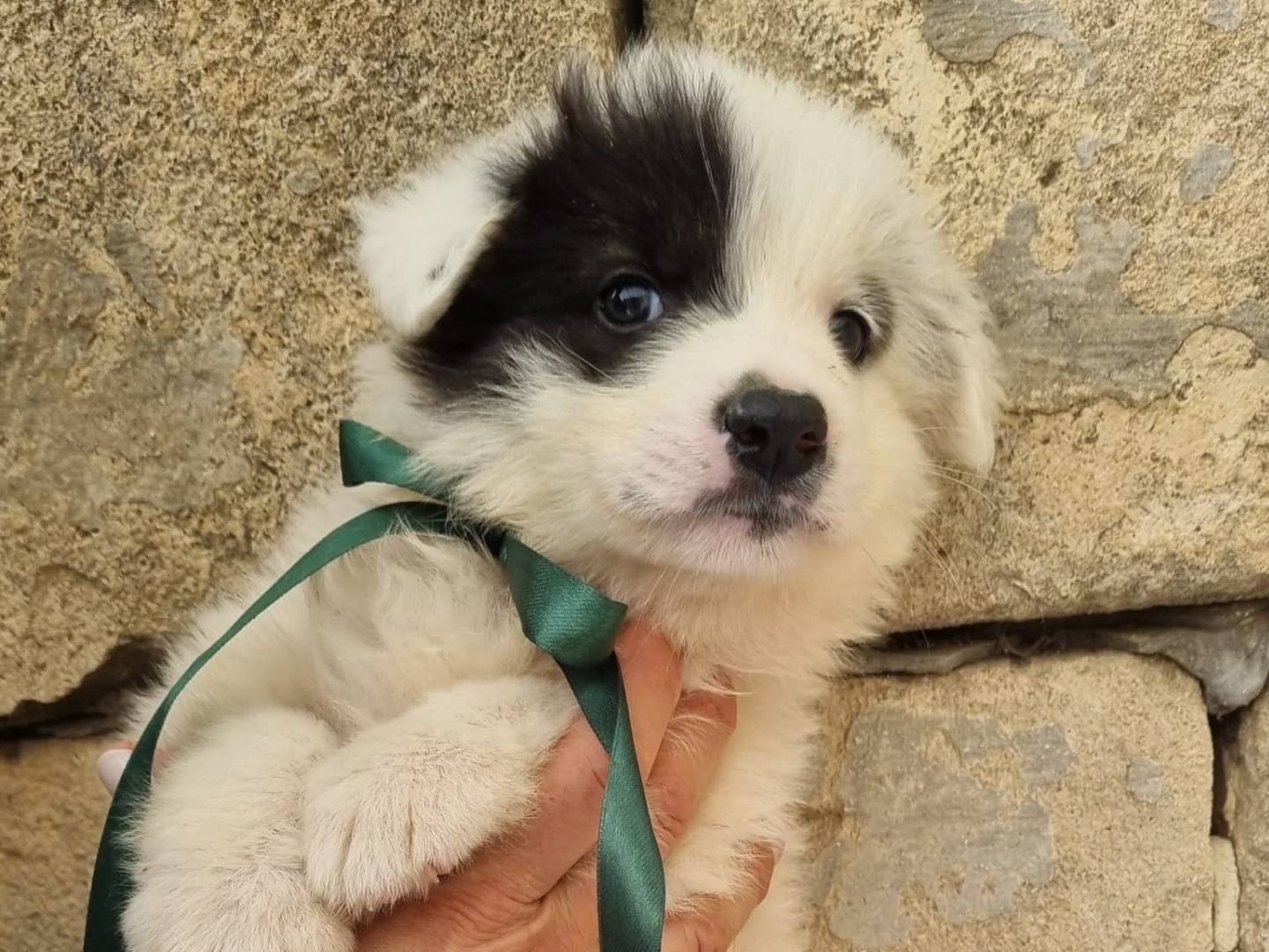 Adotta un cane, maschio, 2 mesi, Taranto