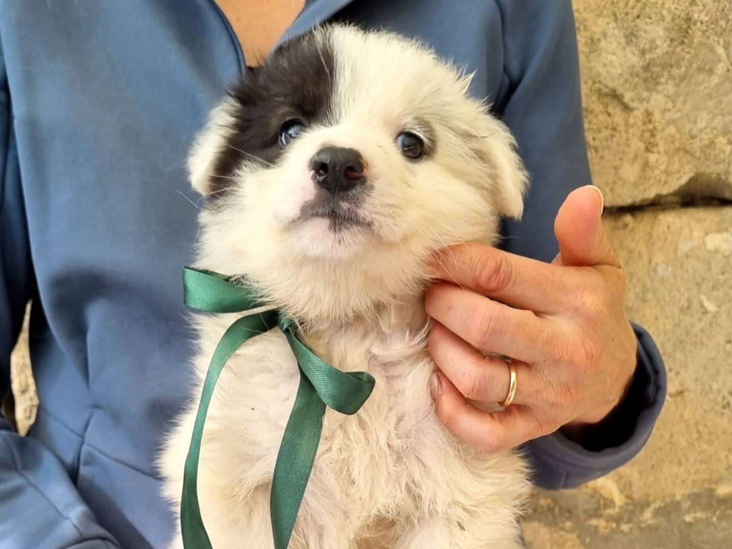 Adotta un cane, taglia media, maschio, Taranto