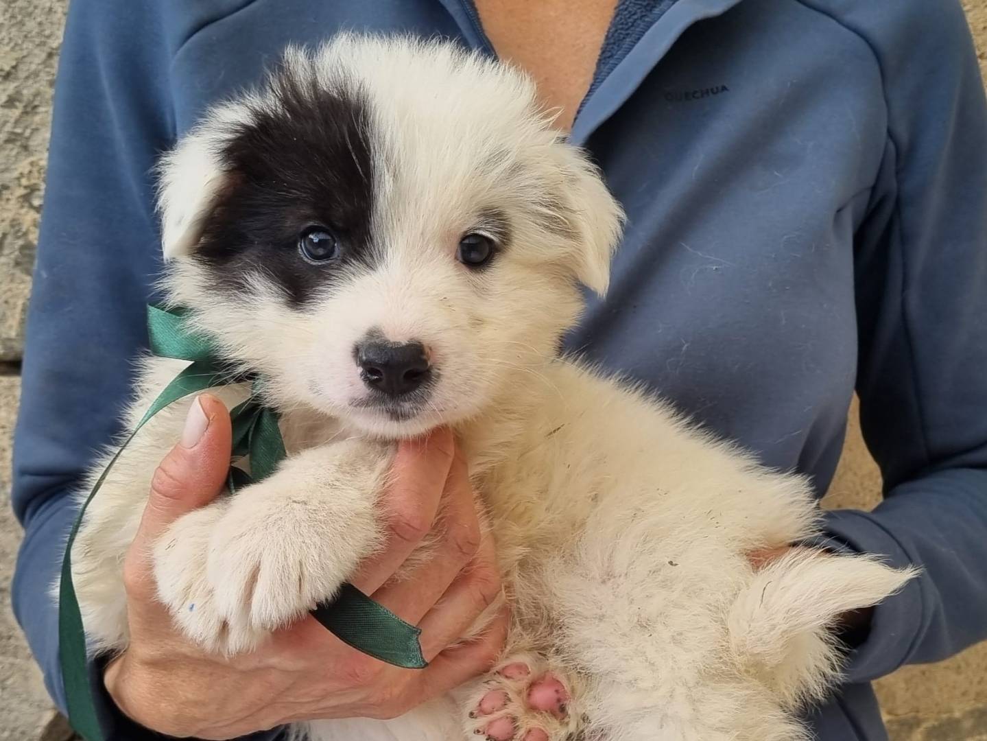 Vuoi adottare un cane a Taranto?